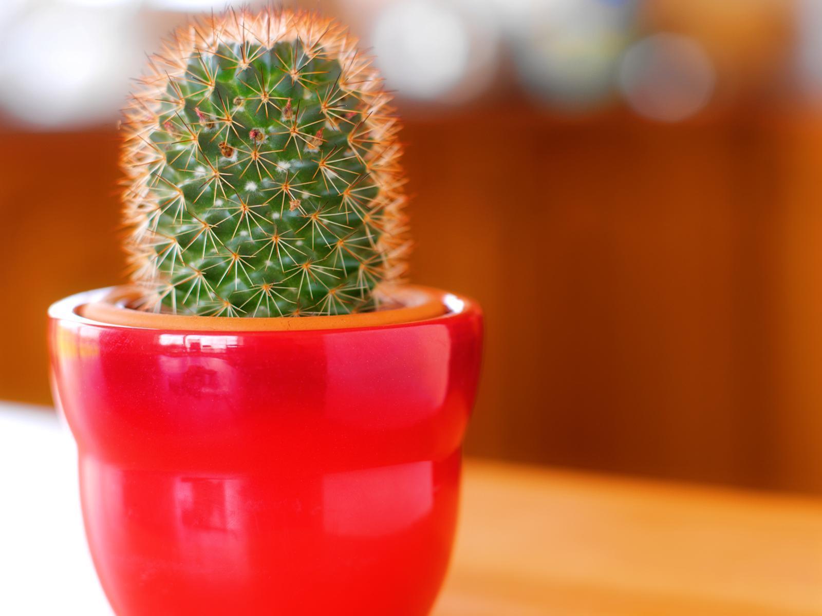1600x1200 Cactus Wallpaper