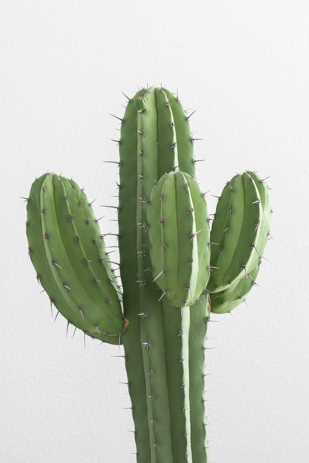 1000x1500 Cactus Wallpaper: Free HD Download [HQ]