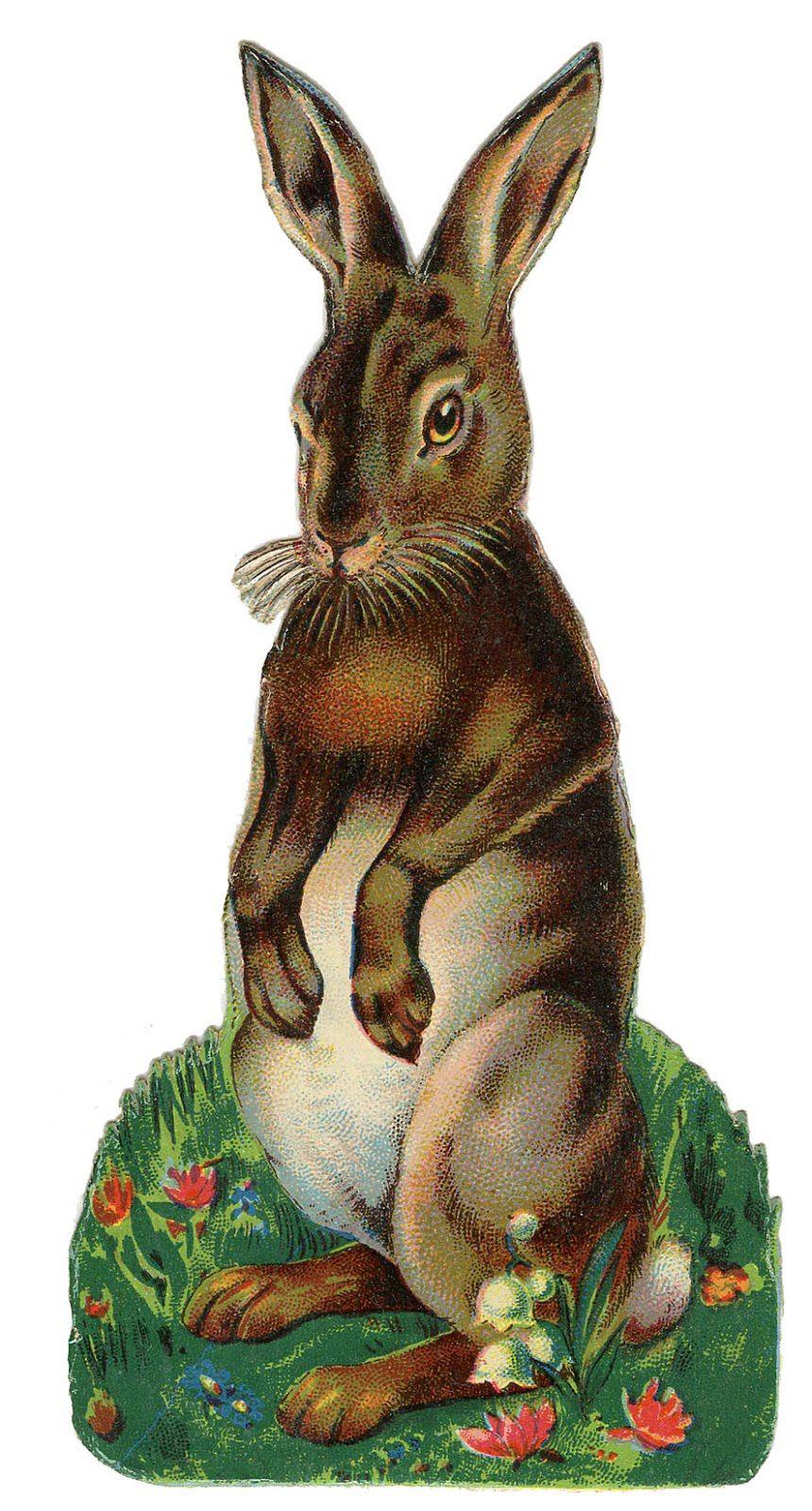 860x1600 Easter Bunny Image Free! Graphics Fairy