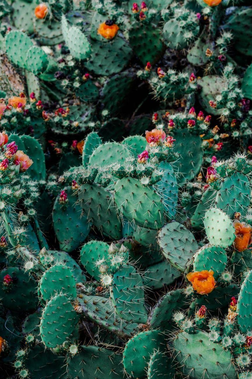867x1300 Decorating With Cacti // New Blog Post From Cloakenhagen #blog #boho # vintage #cactus #succulents #hom. Flower phone wallpaper, Aesthetic iphone wallpaper, Plants