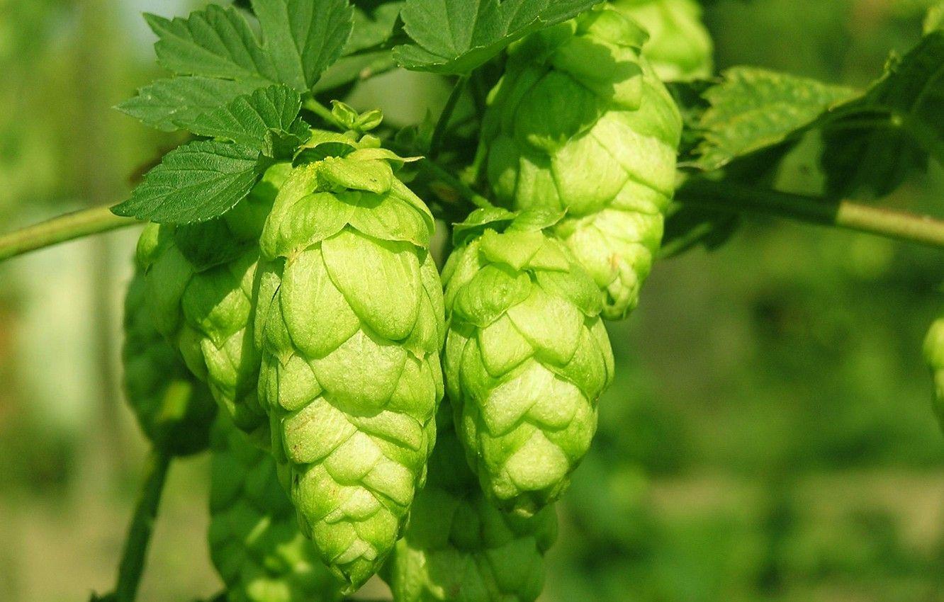 Hops Wallpapers - Top Free Hops Backgrounds - WallpaperAccess