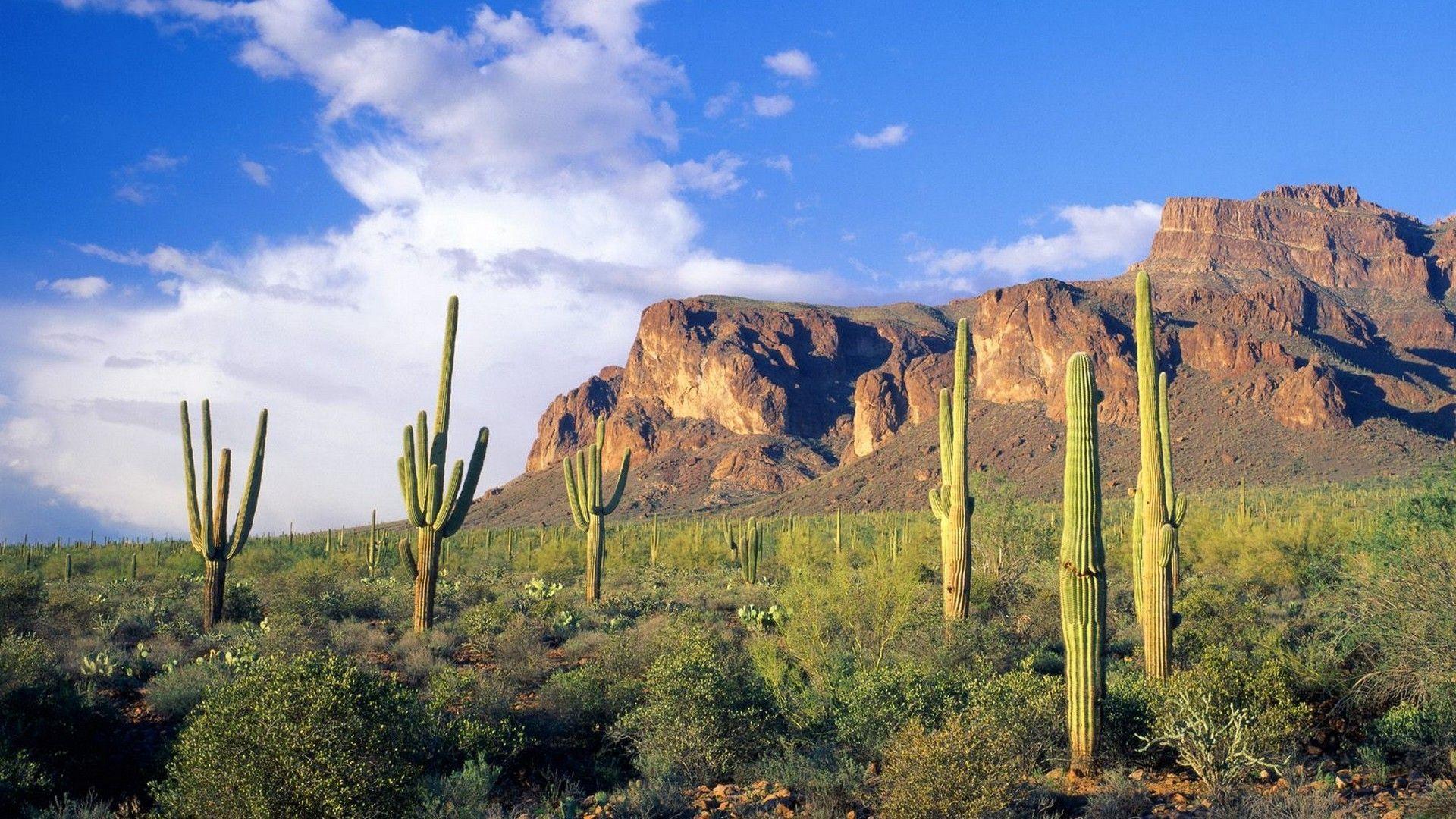 1920x1080 Free download landscapes forests Arizona national cactus Tonto wallpaper background [1920x1080] for your Desktop, Mobile & Tablet. Explore Arizona Landscape Wallpaper. Desert Landscape Wallpaper, Arizona Desktop Wallpaper, Arizona Desert Wallpaper HD