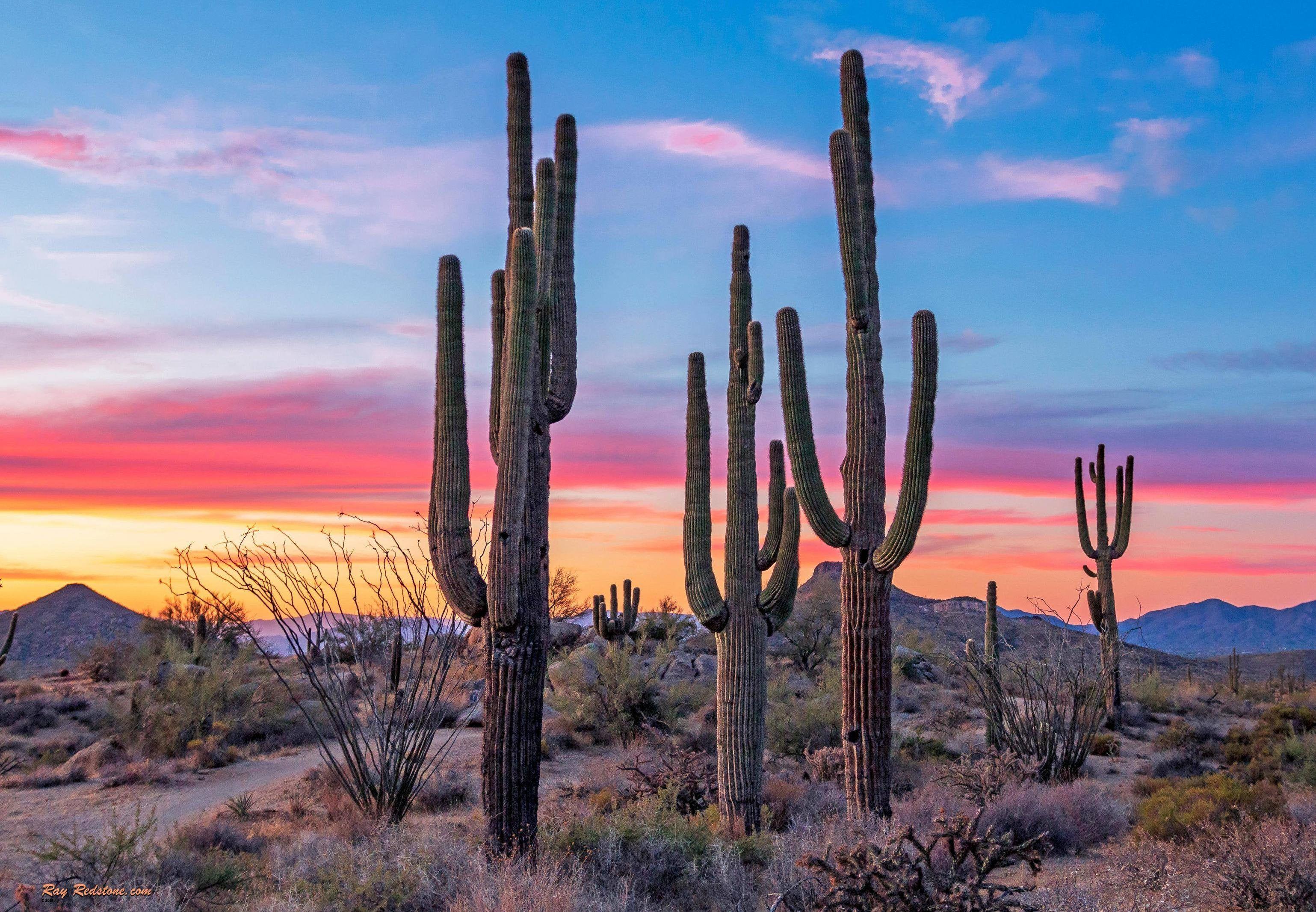 Cactus Landscape Wallpapers - Top Free Cactus Landscape Backgrounds ...