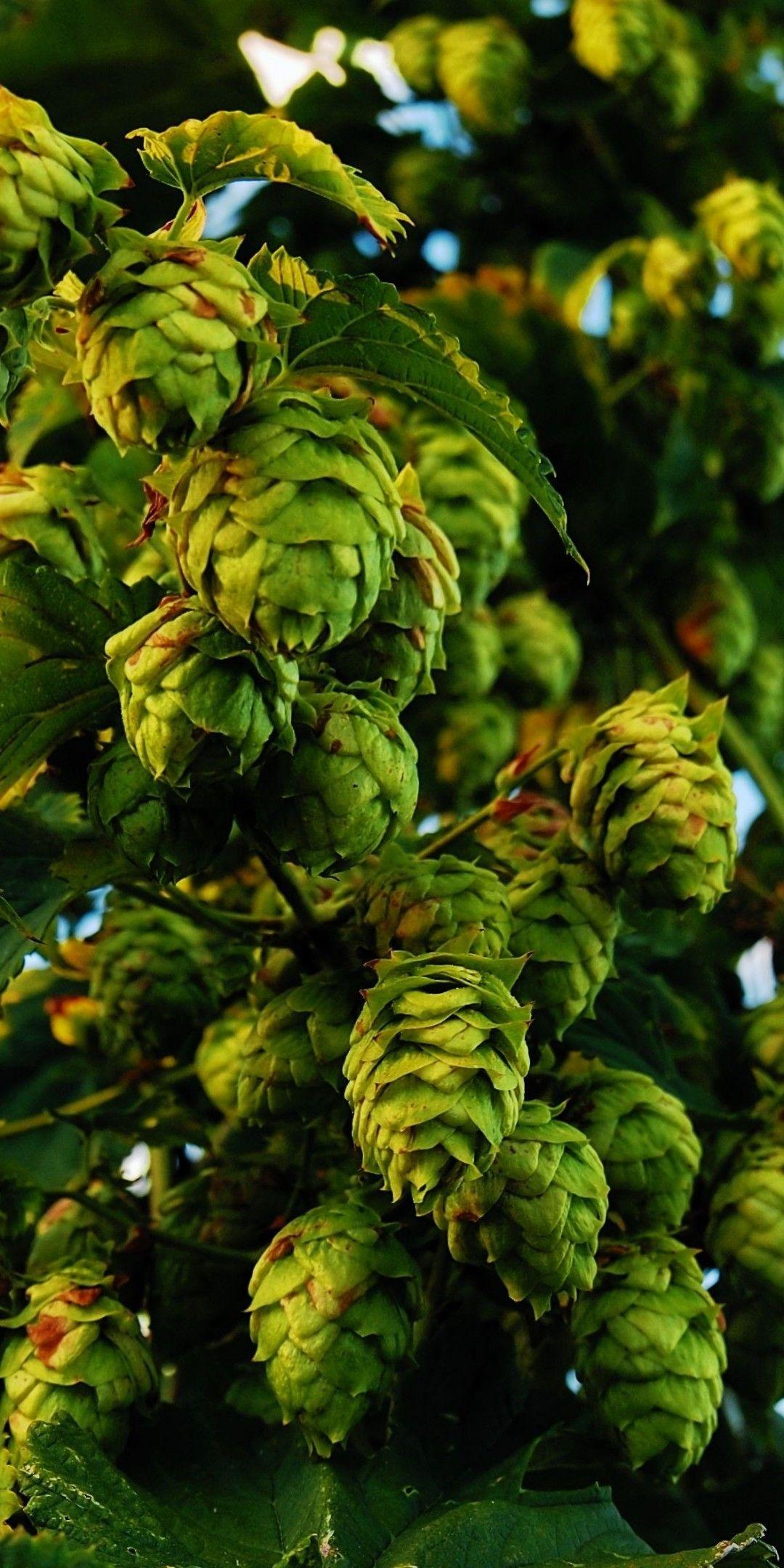 Hops Wallpapers - Top Free Hops Backgrounds - WallpaperAccess