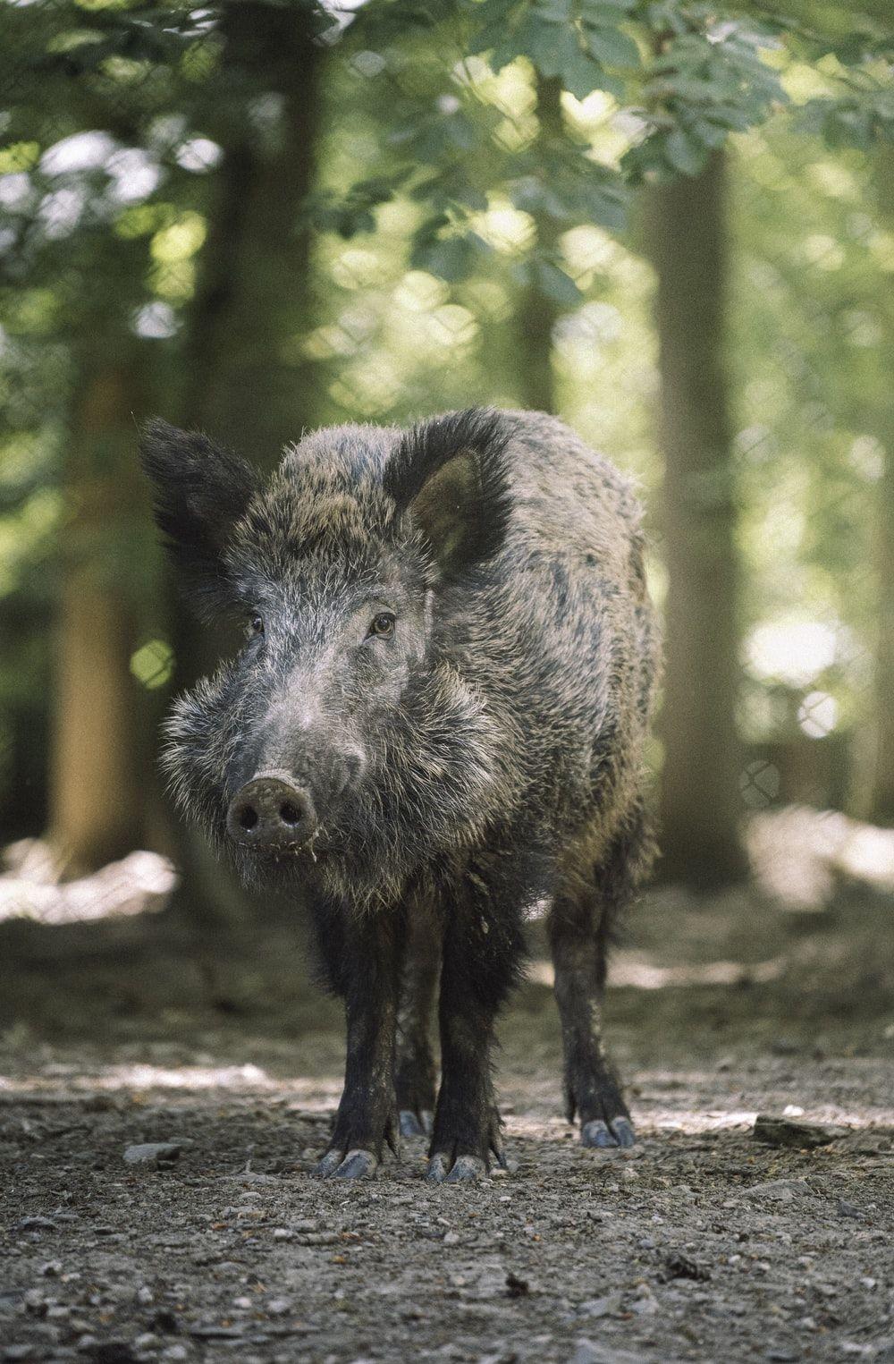 1000x1525 Wild Boar Picture [HQ]. Download Free Image