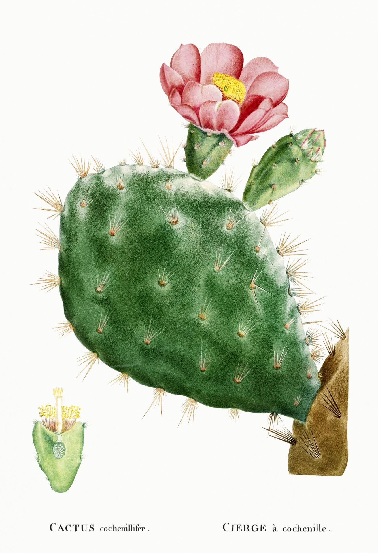 1312x1920 Cactus Cacti Art Vintage Free Domain Picture