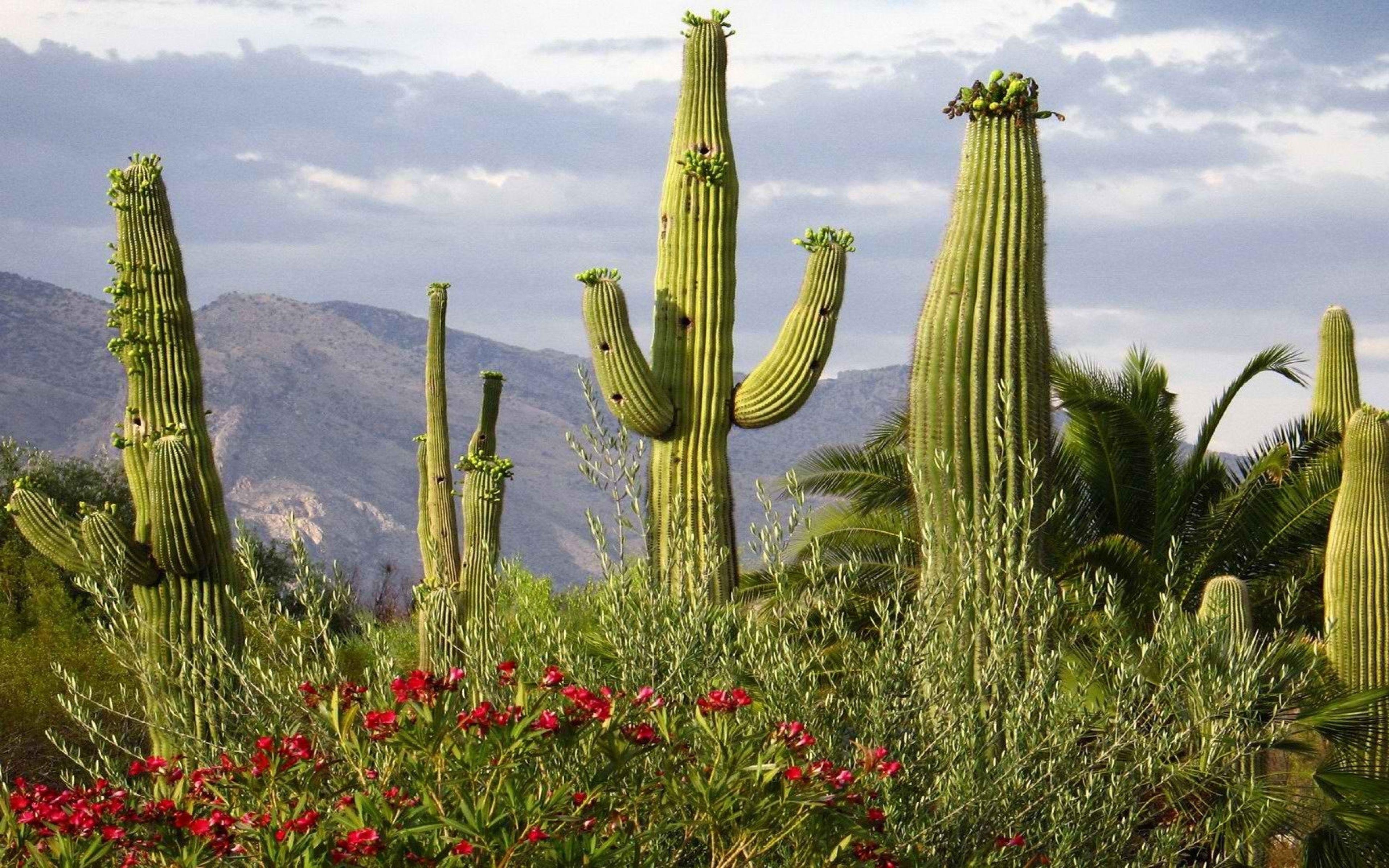 3840x2400 Cactus Desktop Background .