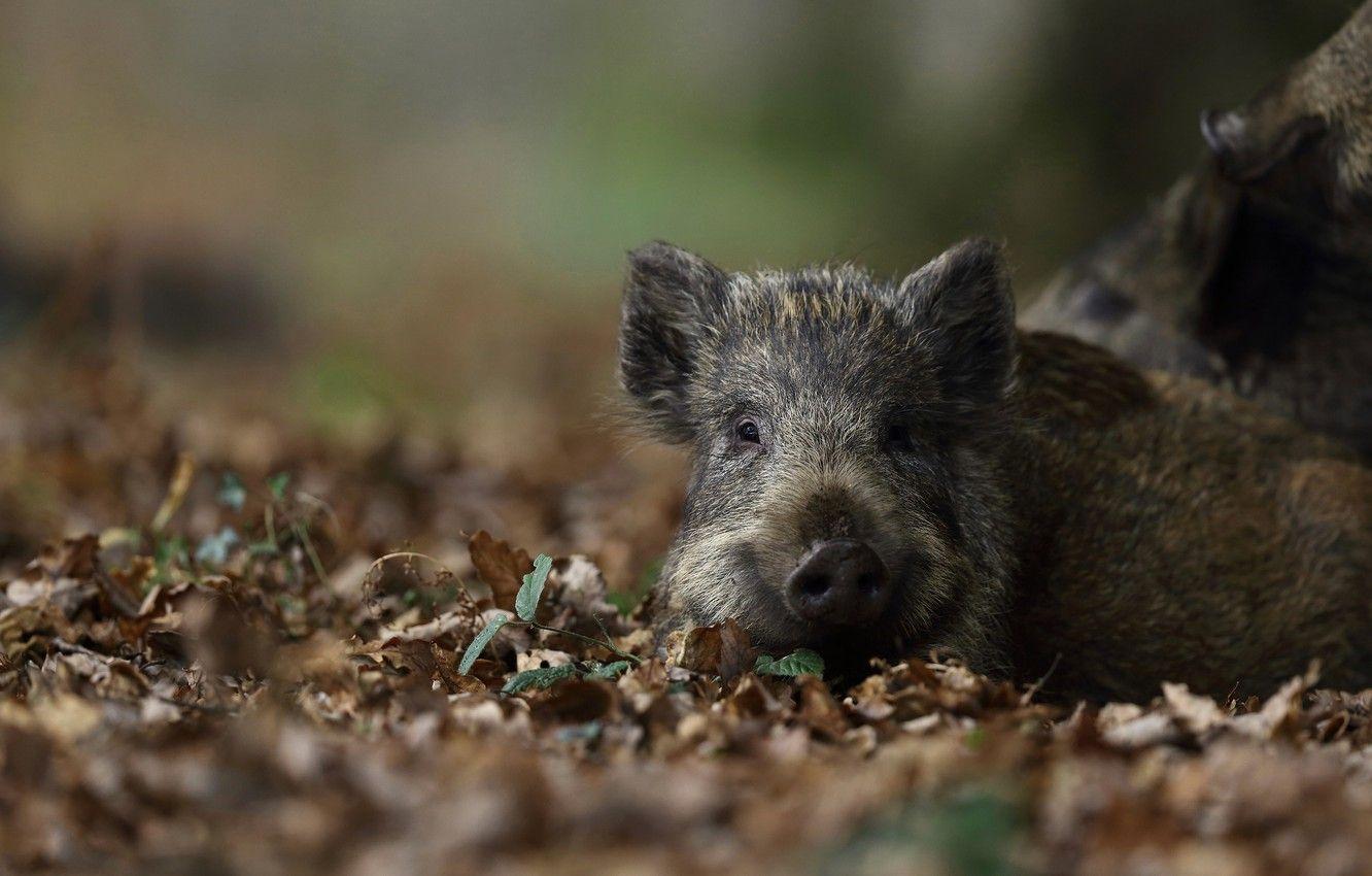 1332x850 Wallpaper look, leaves, nature, background, baby, lies, boar, face, cub, hog, pig, pig, piggy image for desktop, section животные