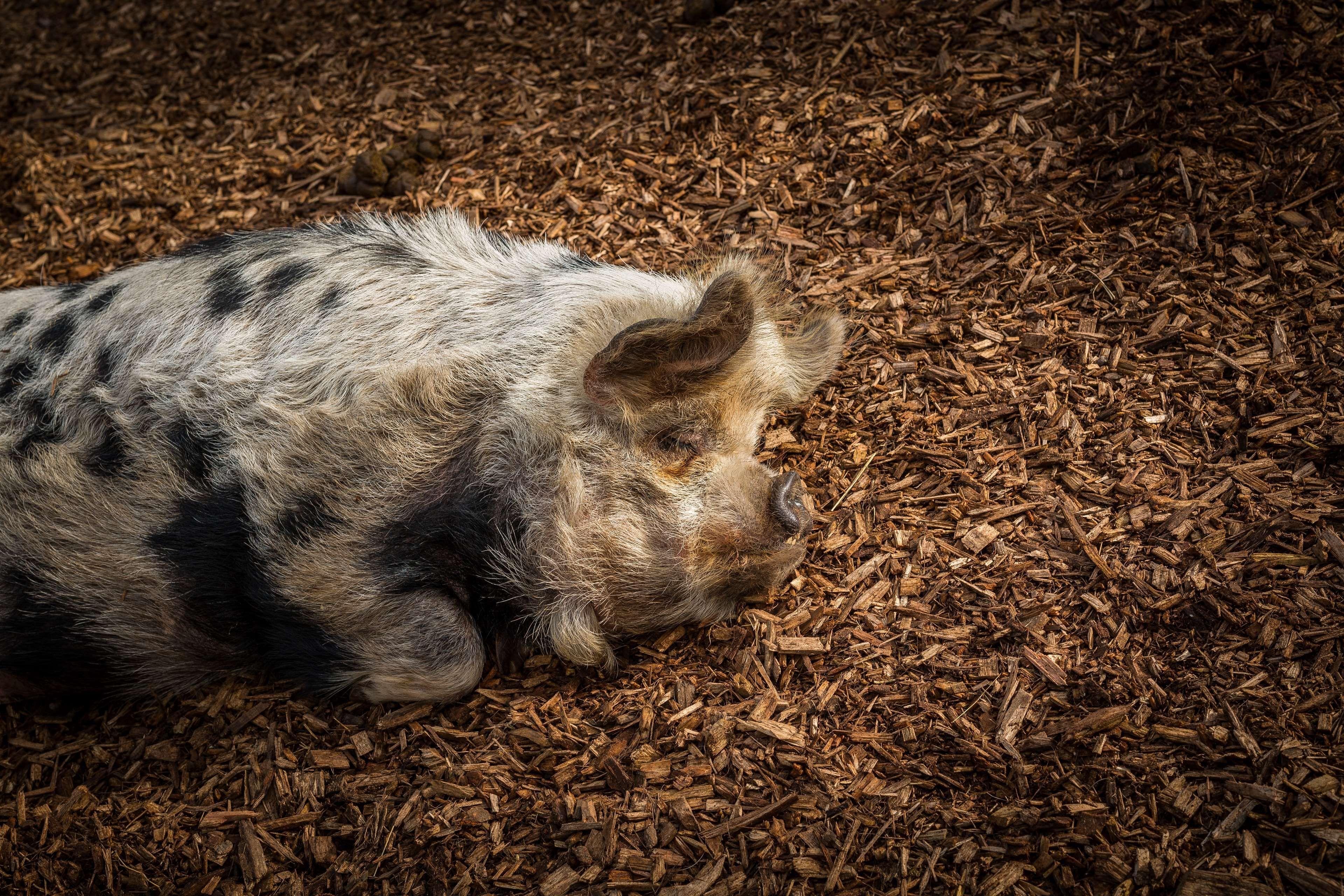 3840x2560 animal farming #asleep #bacon #hairy #hog #pig #pork #zoo. Hog pig, Pig, Animals