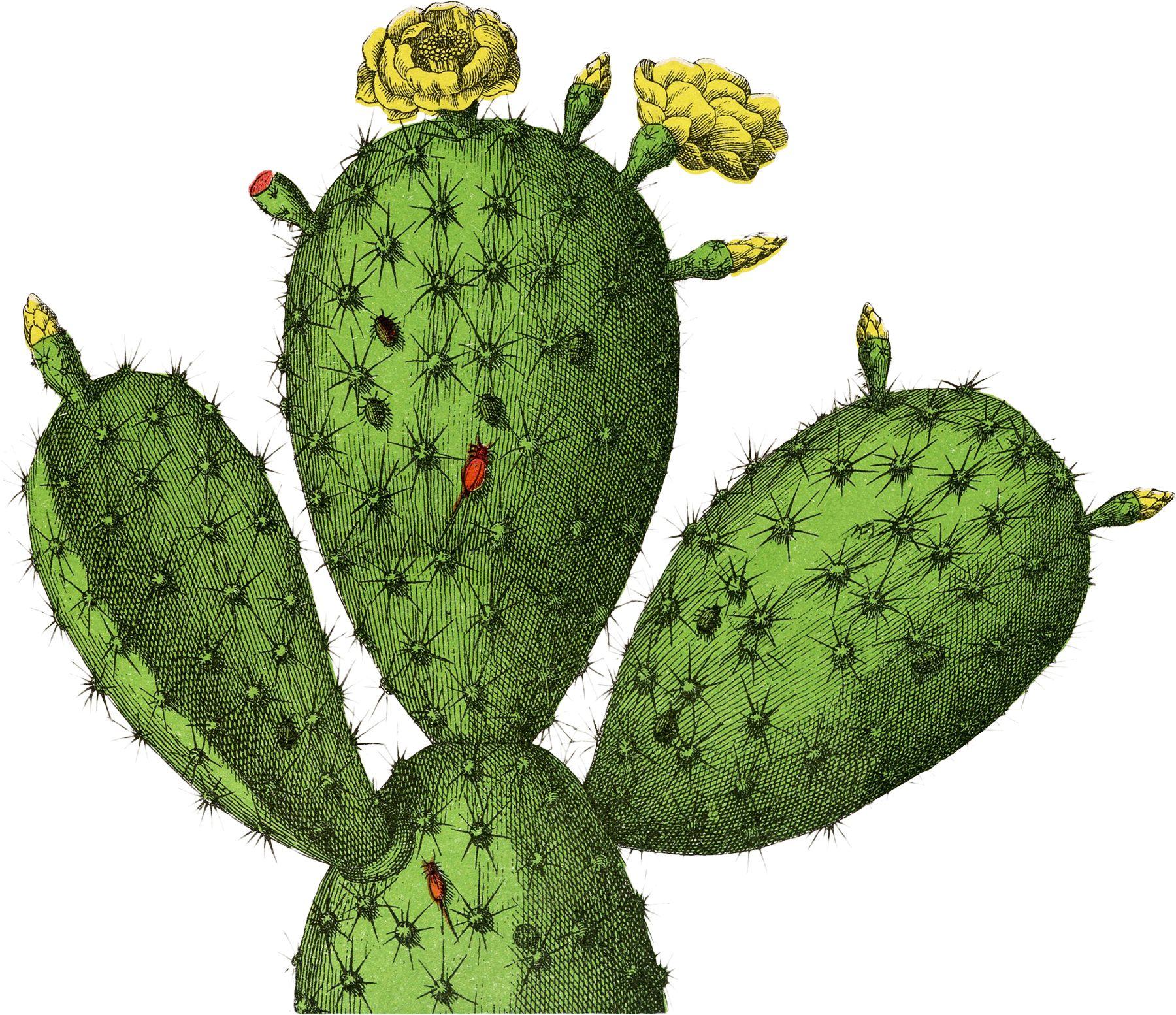 1800x1554 Cactus wallpaper, Earth, HQ Cactus pictureK Wallpaper 2019