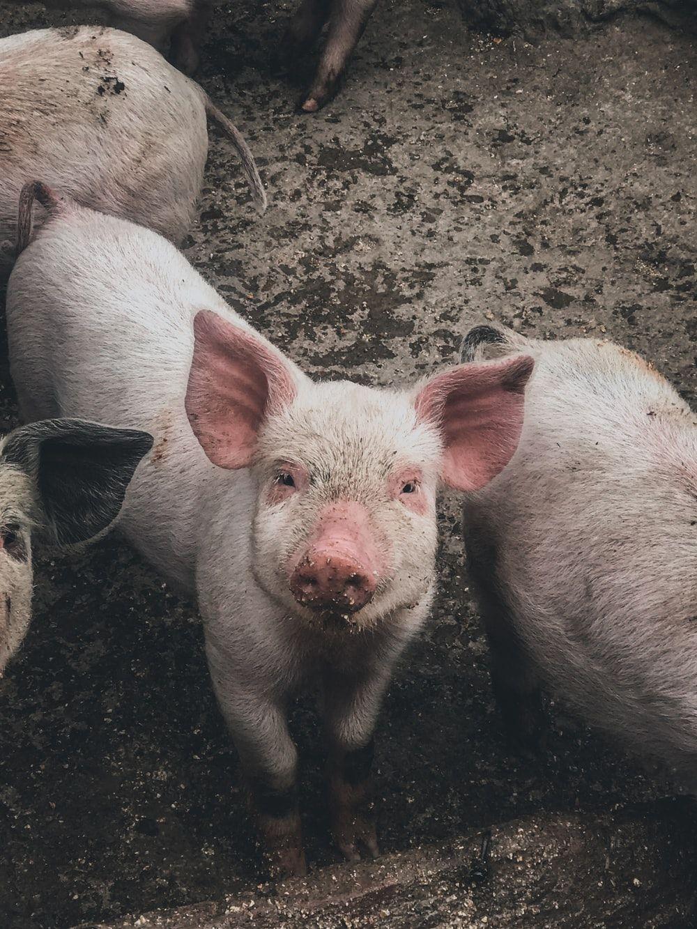1000x1333 Pig Picture. Download Free Image