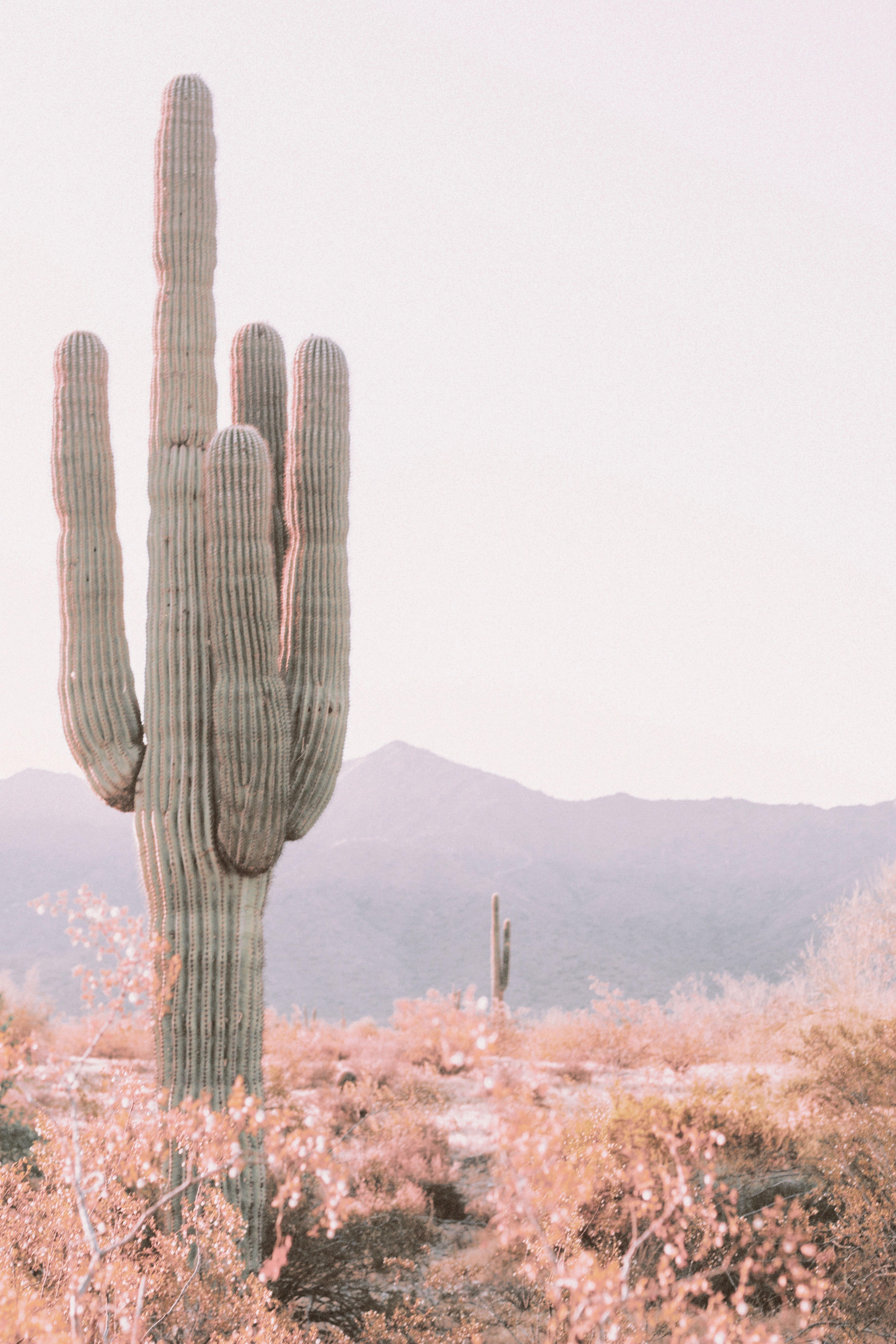 6000x9000 Saguaro Cactus Wall Art, Blush Pink Cactus Art, Desert Print, Arizona Saguaro Print, Desert Cactus Print, Cacti Poster, Cactus Printable. Cactus poster, Cactus picture, Cactus background