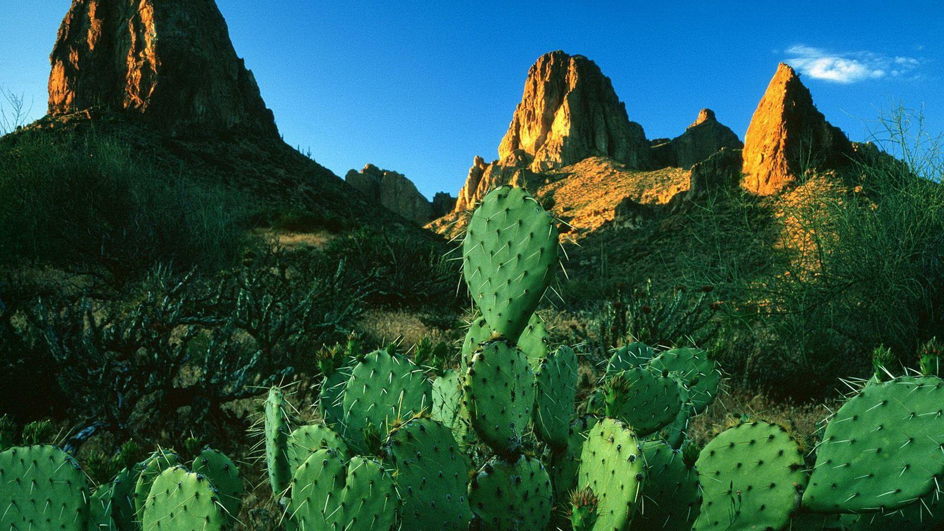1920x1080 Cactus Wallpaper