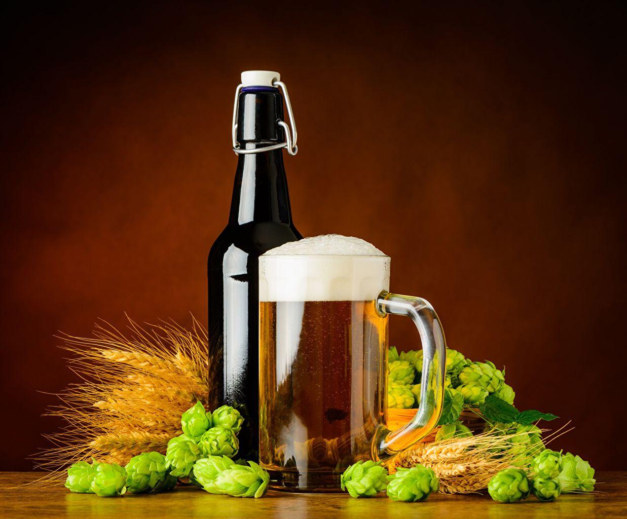 1237x1024 Desktop Wallpaper Beer Hops Ear botany Mug Foam Food Bottle drink