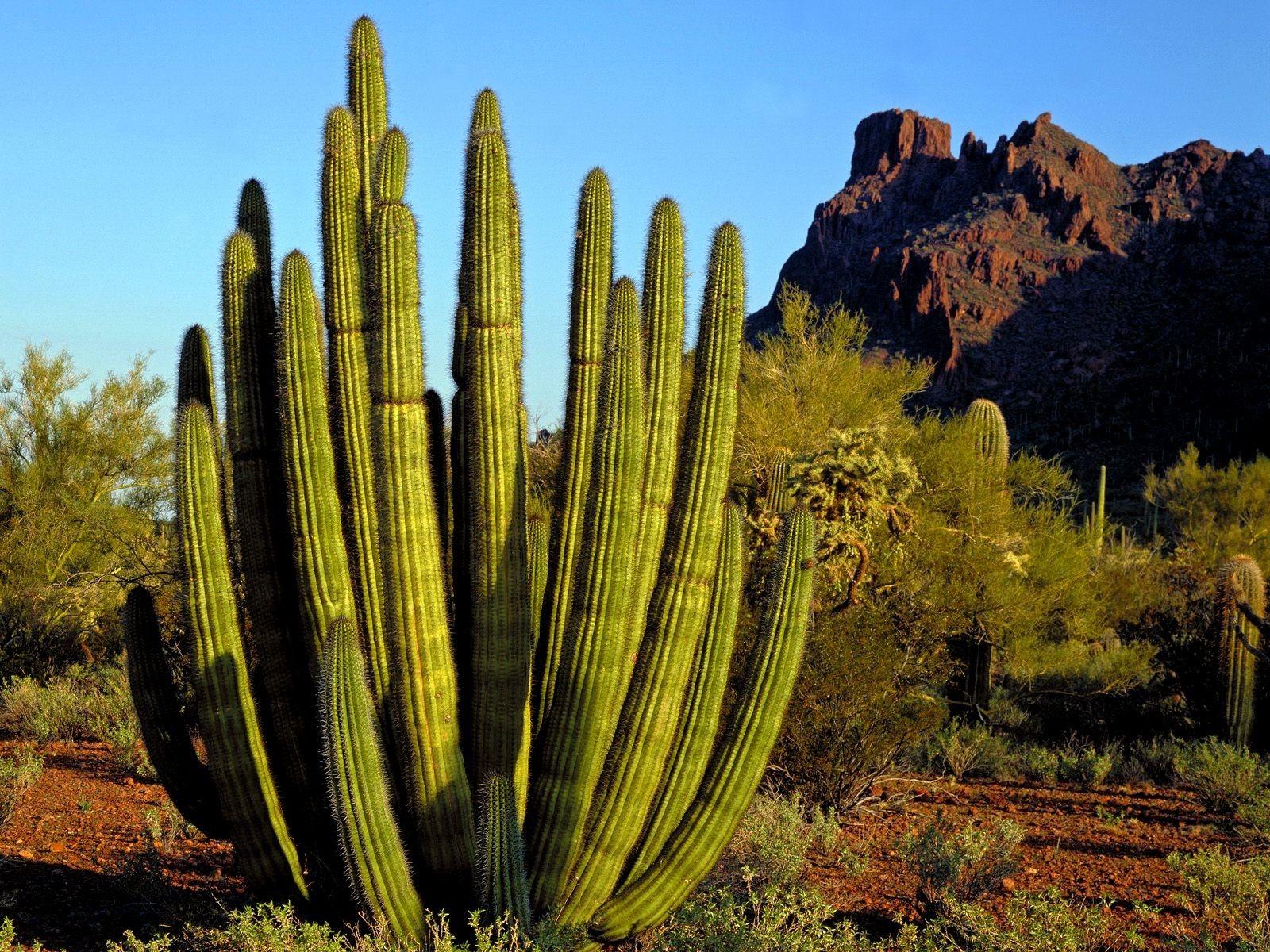 1600x1200 Landscapes nature deserts plants cactus wallpaperx1200
