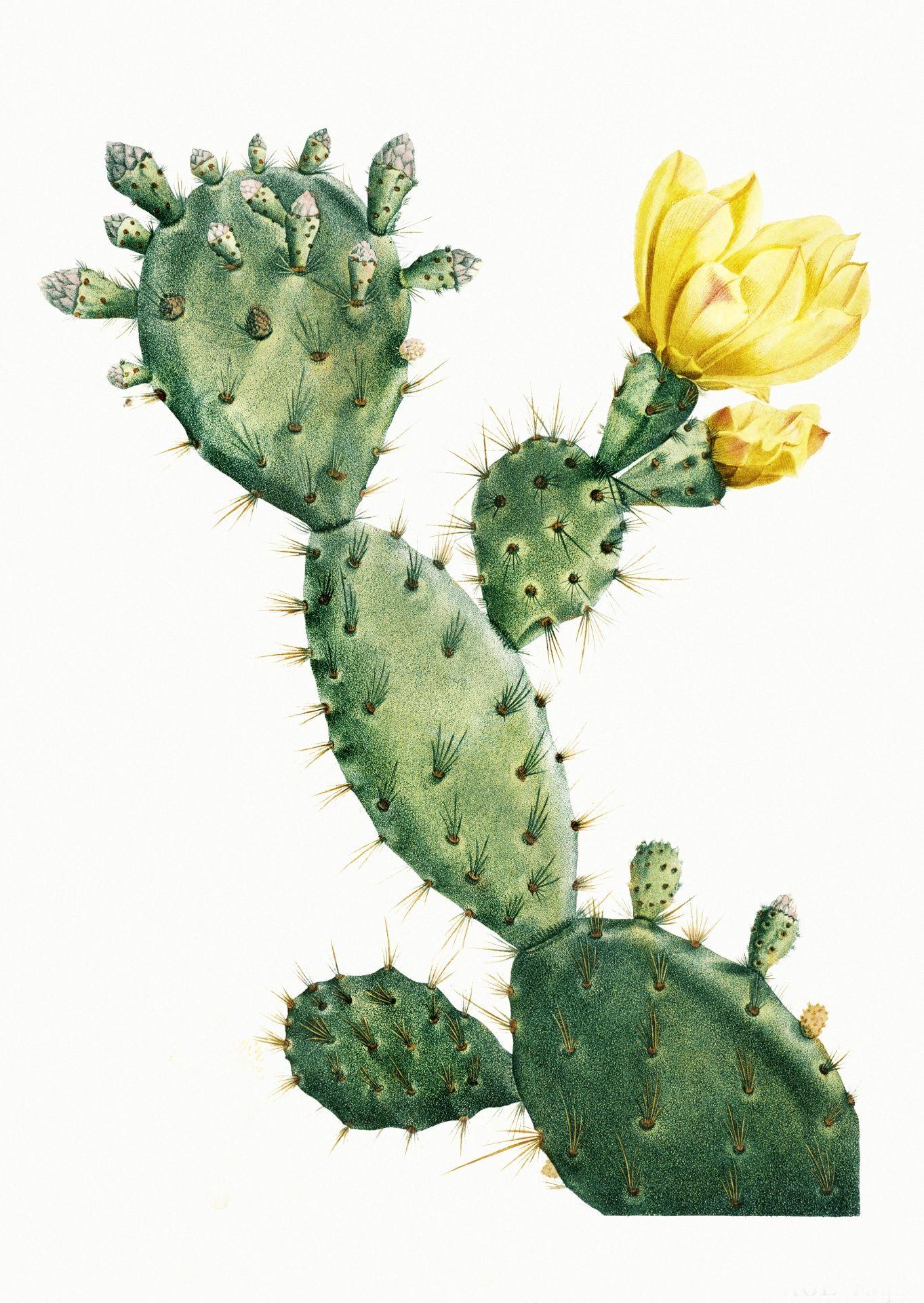 Vintage Cactus Wallpapers - Top Free Vintage Cactus Backgrounds ...