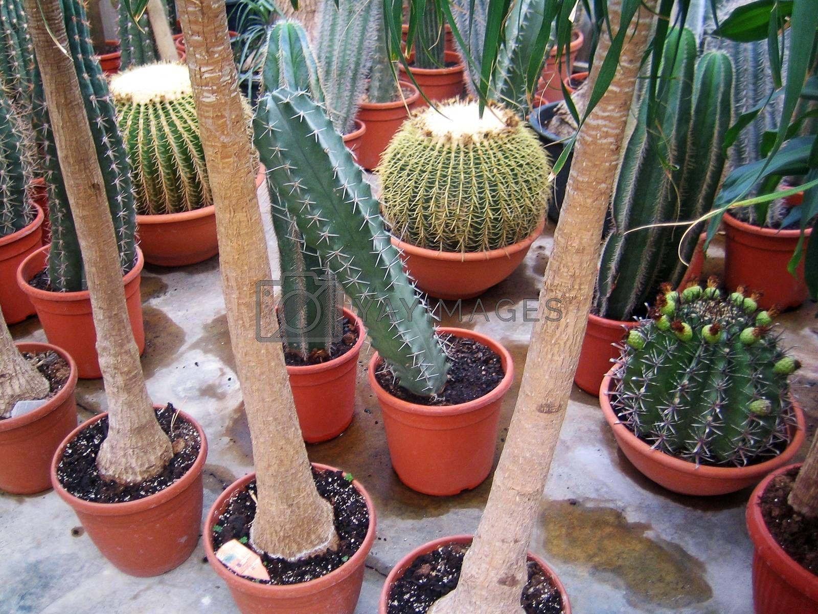 1600x1200 Cactus different collection in albanian vintage greenhouse background wallpaper Royalty Free Stock Image. , Royalty Free Image, Vectors, Footage