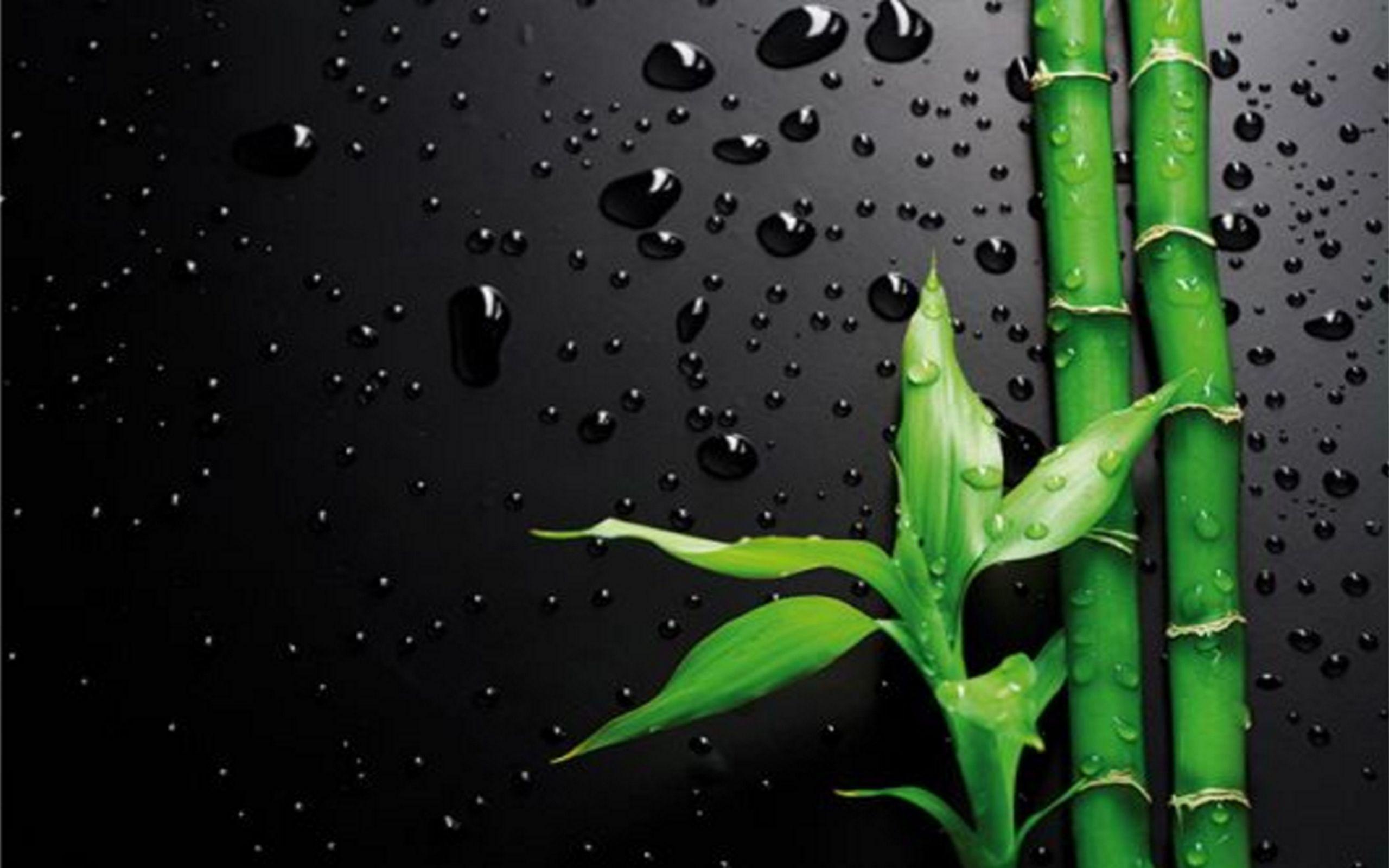 Black Bamboo Wallpapers - Top Free Black Bamboo Backgrounds