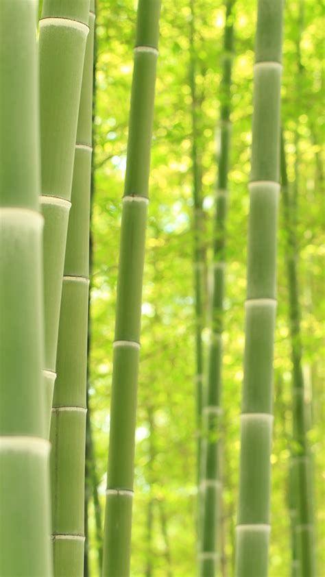 Black Bamboo Wallpapers - Top Free Black Bamboo Backgrounds