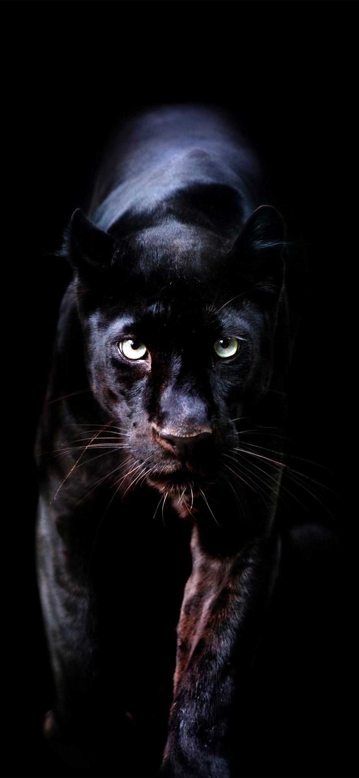 1242x2688 Animal Planet iPhone X Wallpaper Free Download