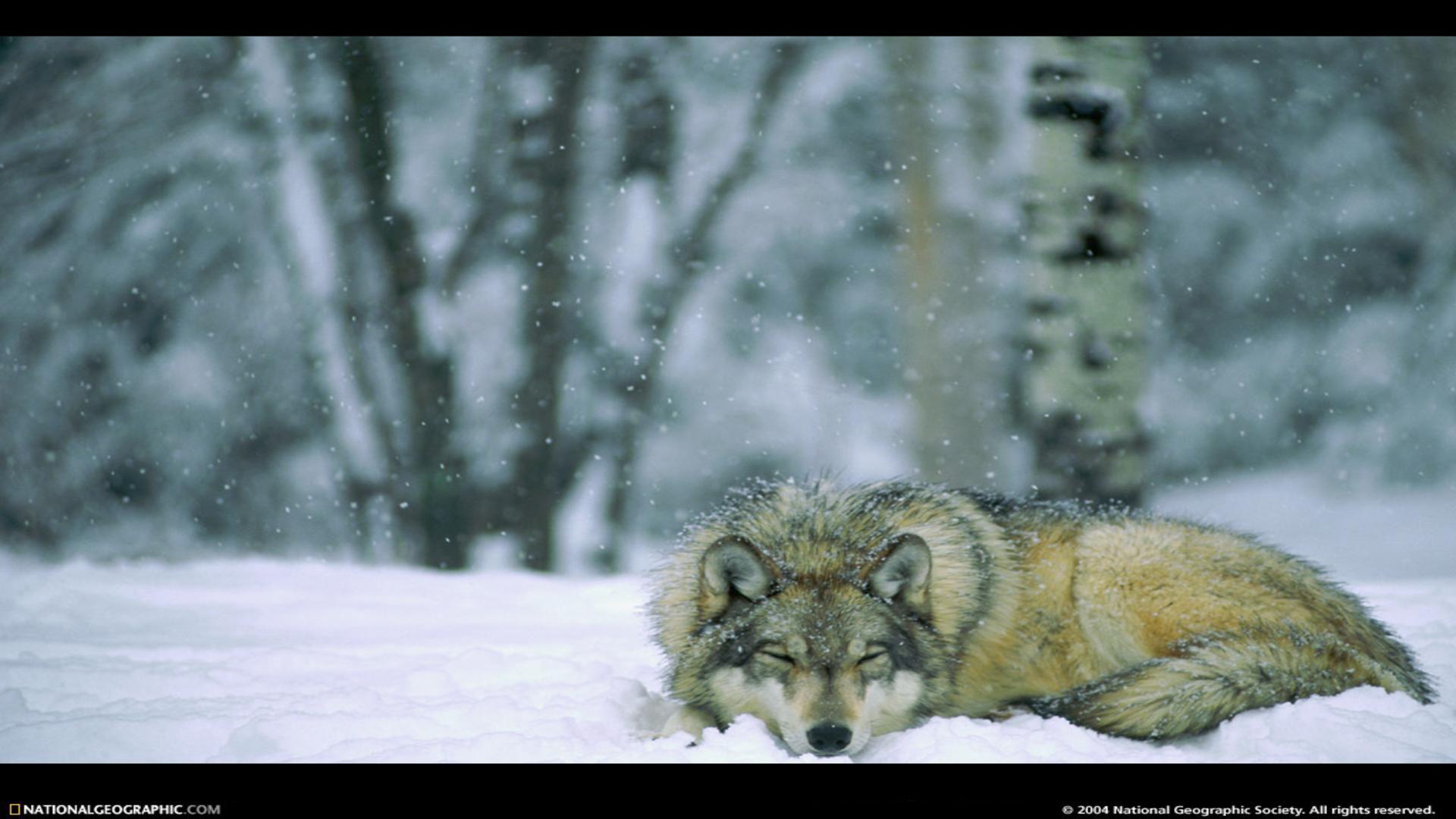 1920x1080 Wolf In Winter Forest Minnesota Usa National Park >> HD Wallpaper