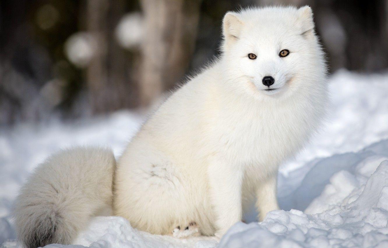 1332x850 Photo Wallpaper Winter, Forest, Animals, White, Face