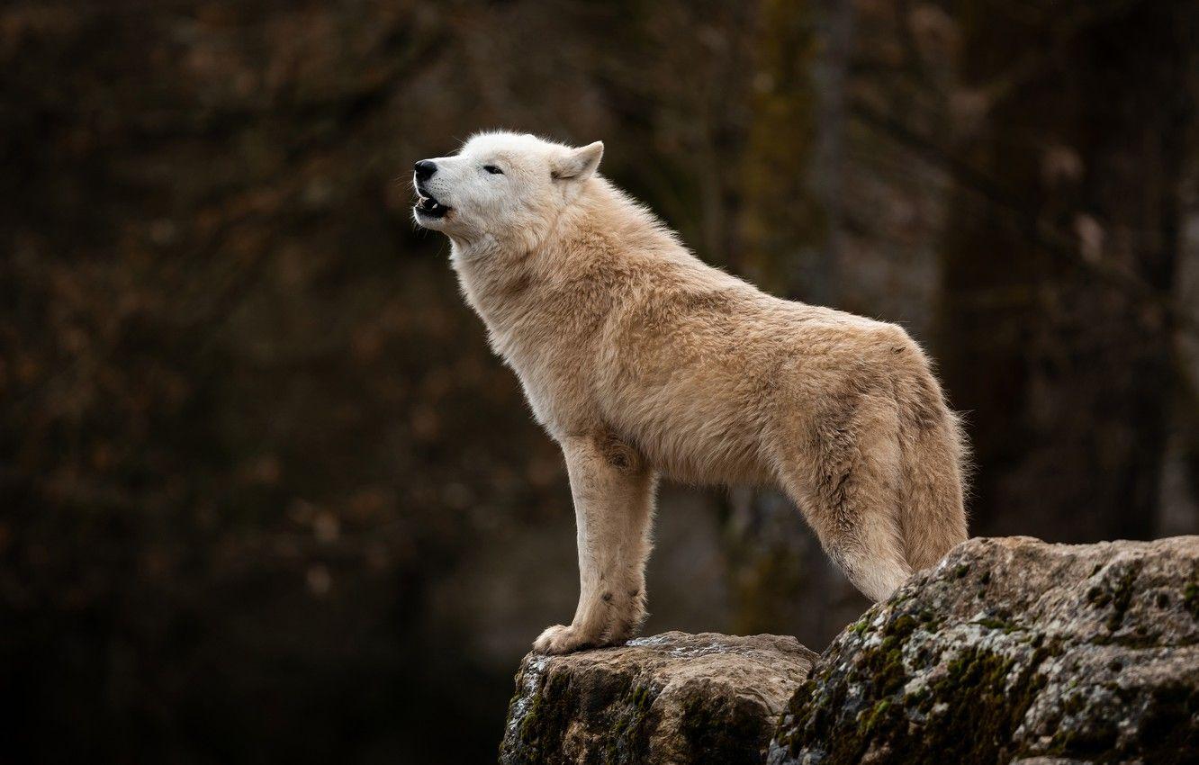 1332x850 Wallpaper forest, white, the dark background, stones, wolf, Arctic, polar, wolf howl image for desktop, section животные