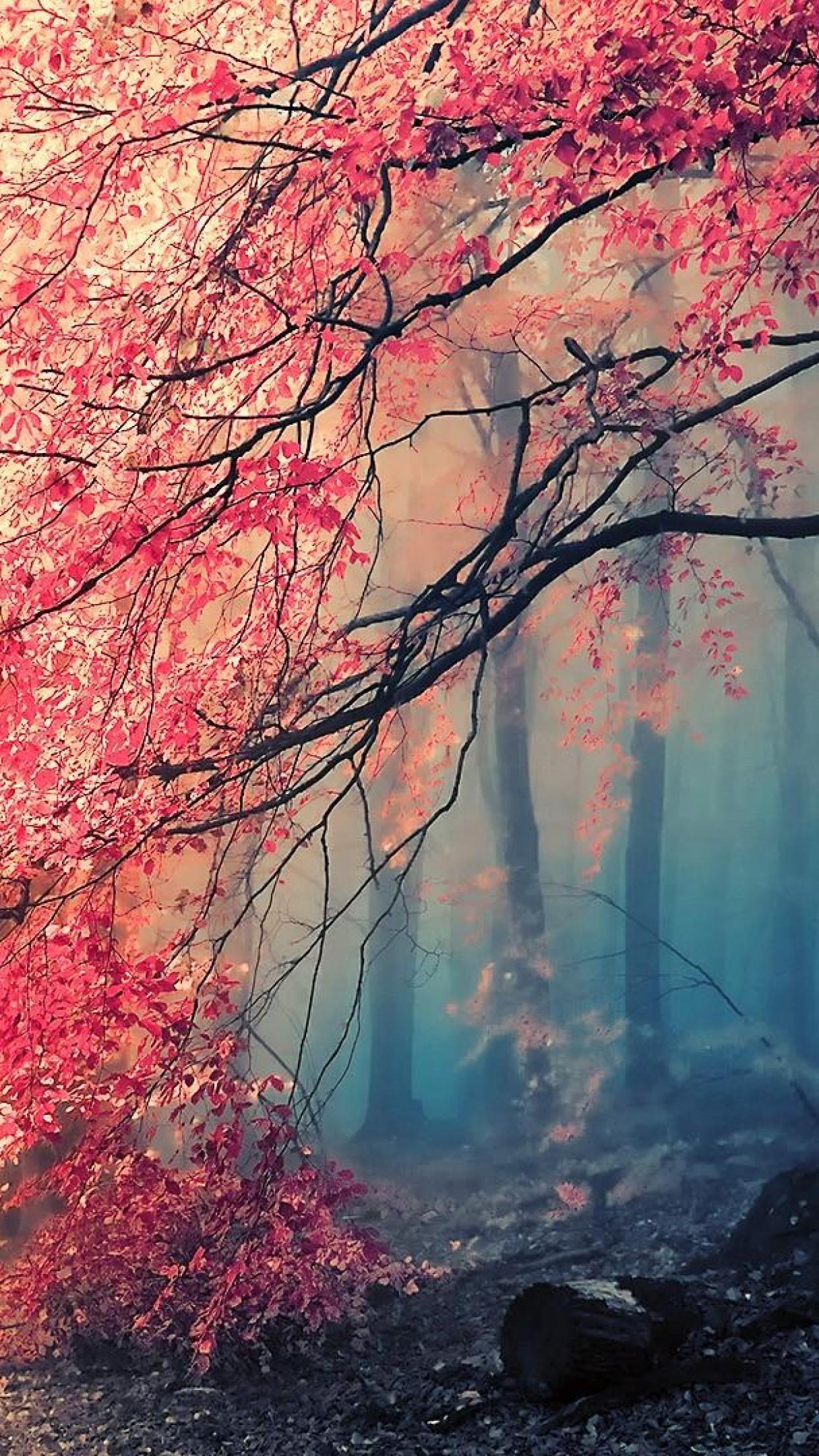 1242x2208 Japanese Forest iPhone Wallpaper