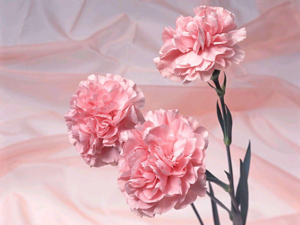 Carnation Flower Wallpapers Top Free Carnation Flower Backgrounds Wallpaperaccess