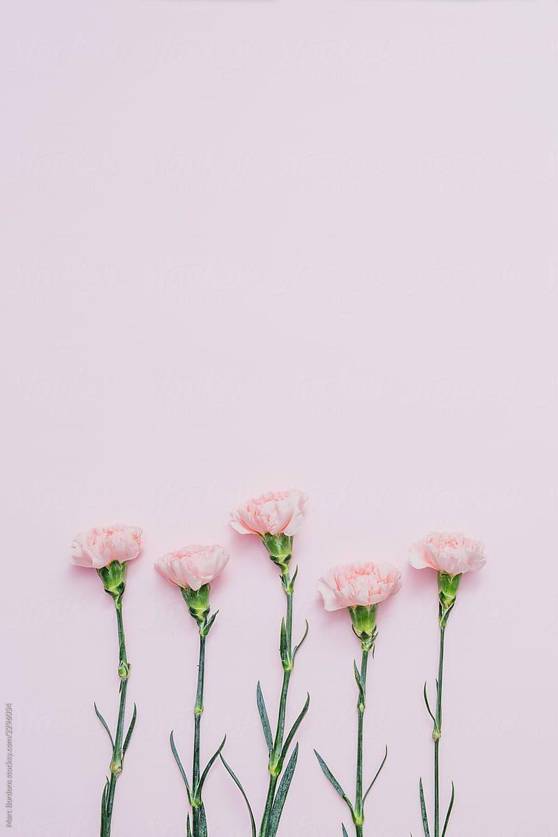Pink Carnation Wallpapers Top Free Pink Carnation Backgrounds Wallpaperaccess