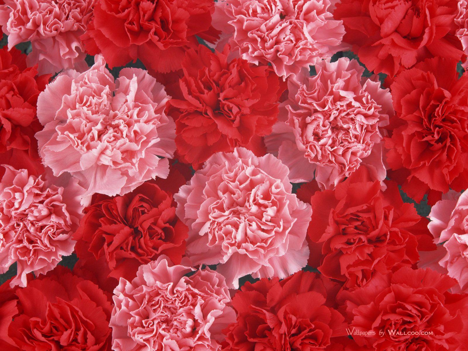 Carnation Flower Wallpapers - Top Free Carnation Flower Backgrounds