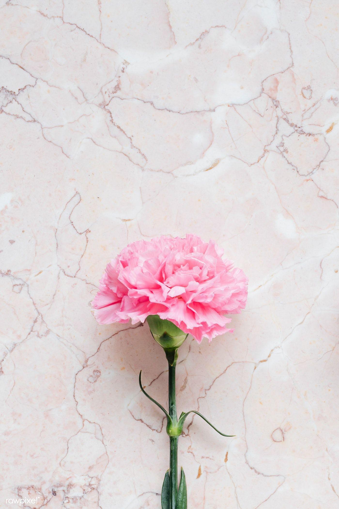 Carnation Flower Wallpapers Top Free Carnation Flower Backgrounds Wallpaperaccess 