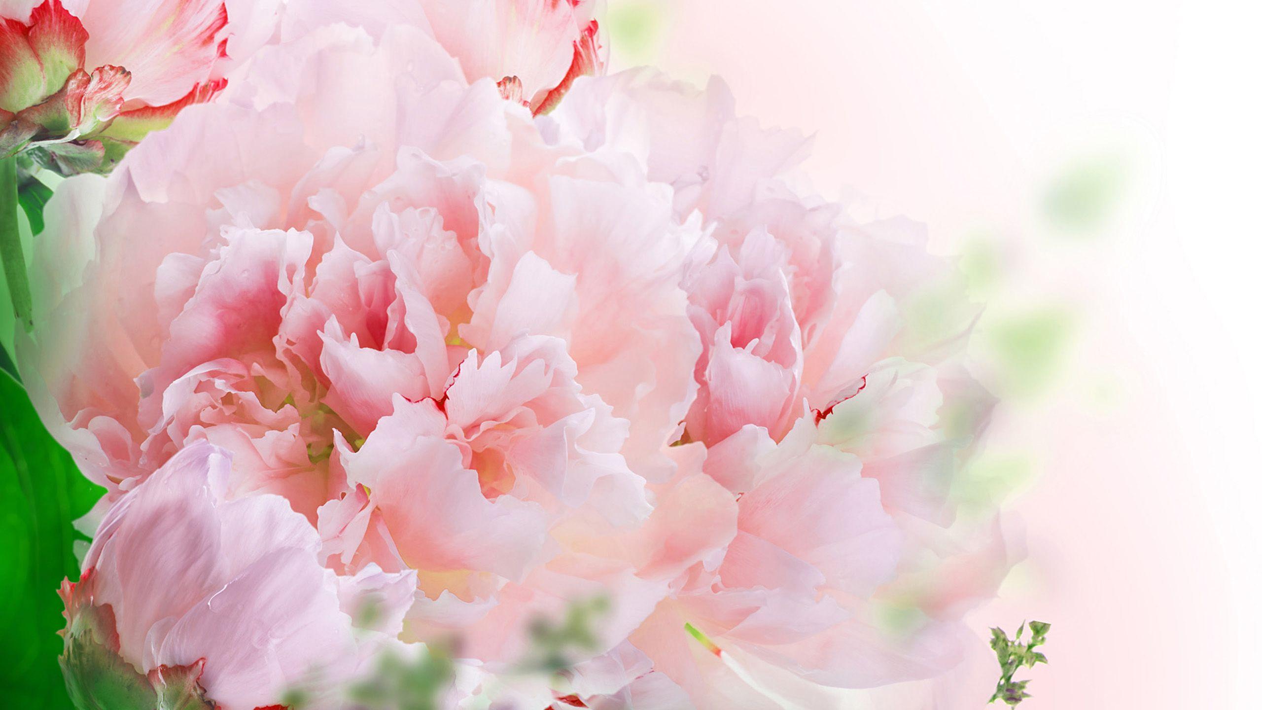 Carnation Flower Wallpapers - Top Free Carnation Flower Backgrounds