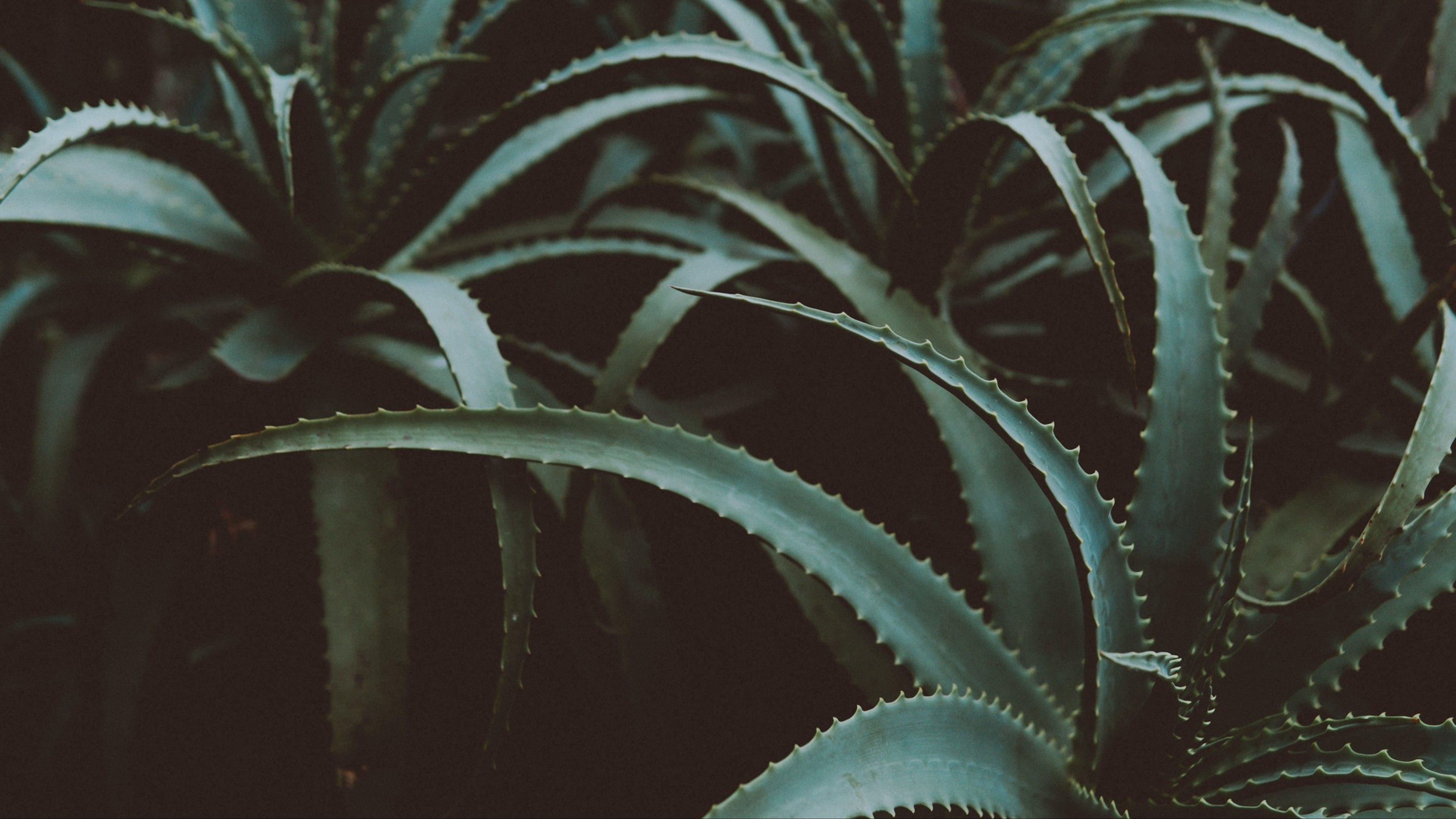 4K Plant Wallpapers - Top Free 4K Plant Backgrounds - WallpaperAccess