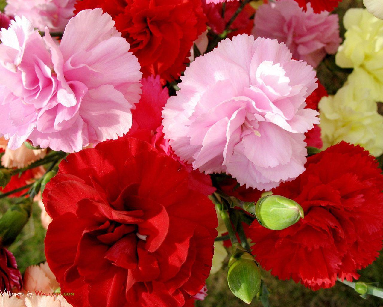Carnation Flower Wallpapers Top Free Carnation Flower Backgrounds