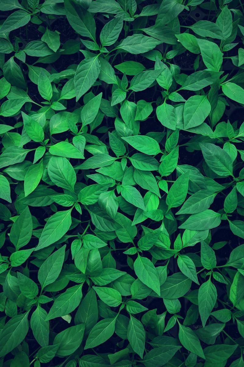 800x1200 Wallpaper Day. leaves, bright, green, plant, vegetation for HD, 4K Wallpaperday for Desktop, Mobile Phones free do. Green picture, Green nature, Green wallpaper