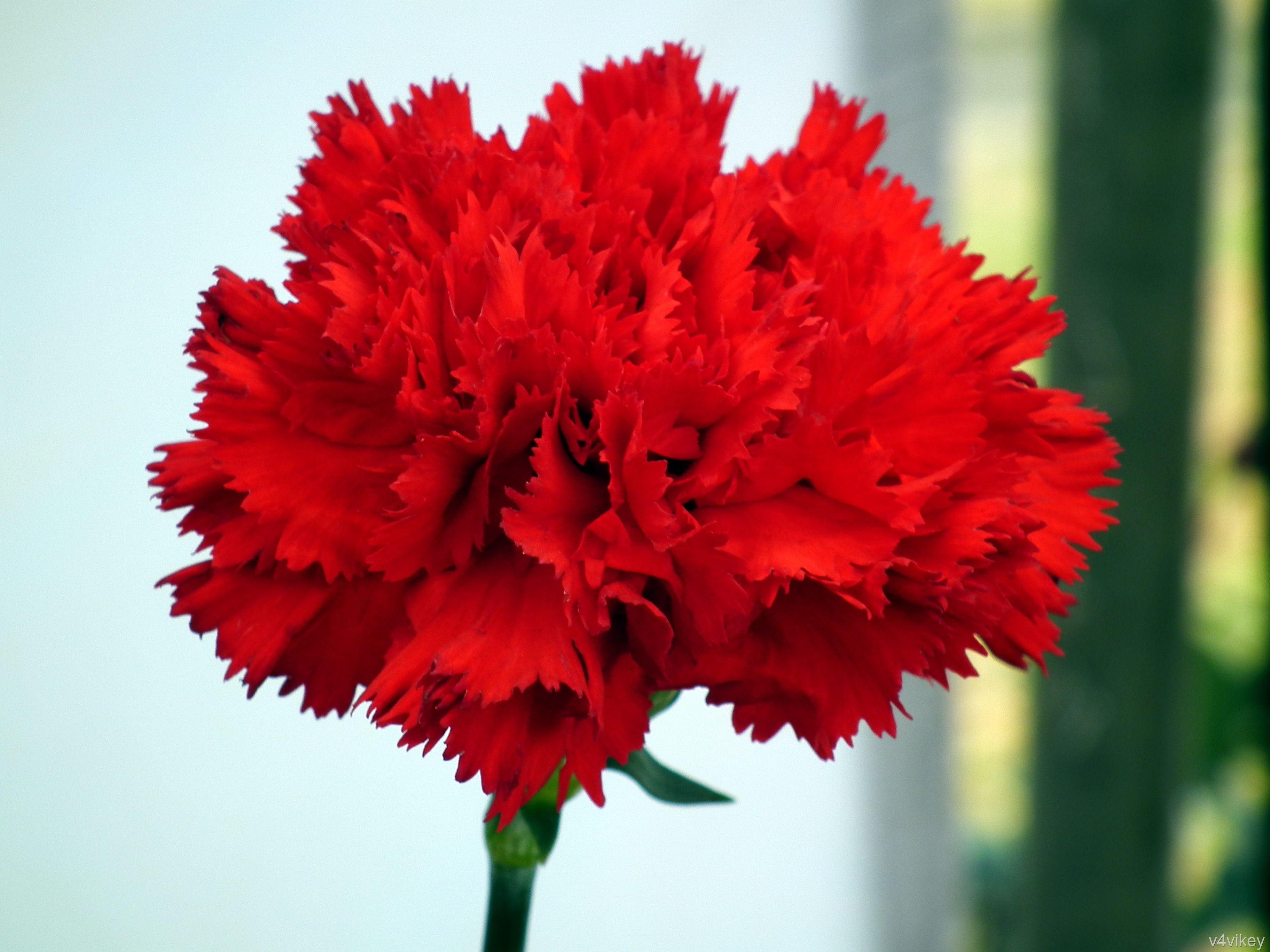 3648x2736 Red Carnation Wallpaper