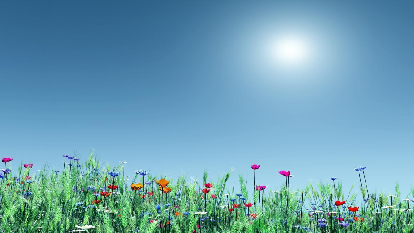 1366x768 Summer Flower Background