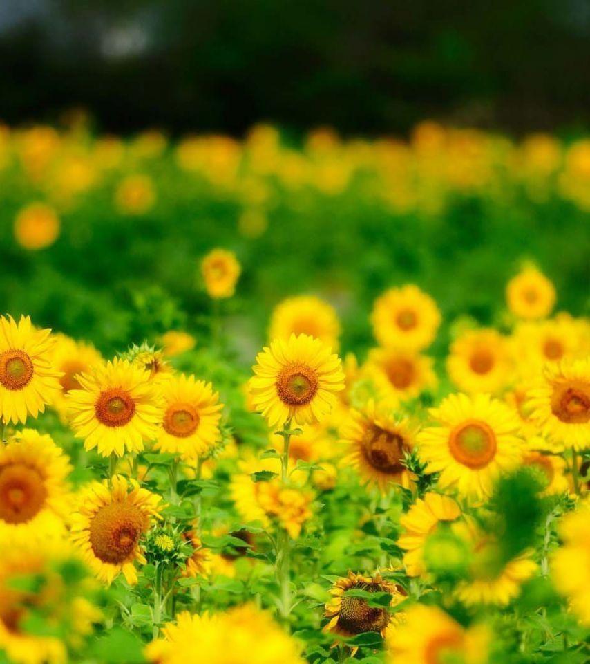 854x960 Sunflowers Summer Nature Wallpaper Wallpaper. All is Wall