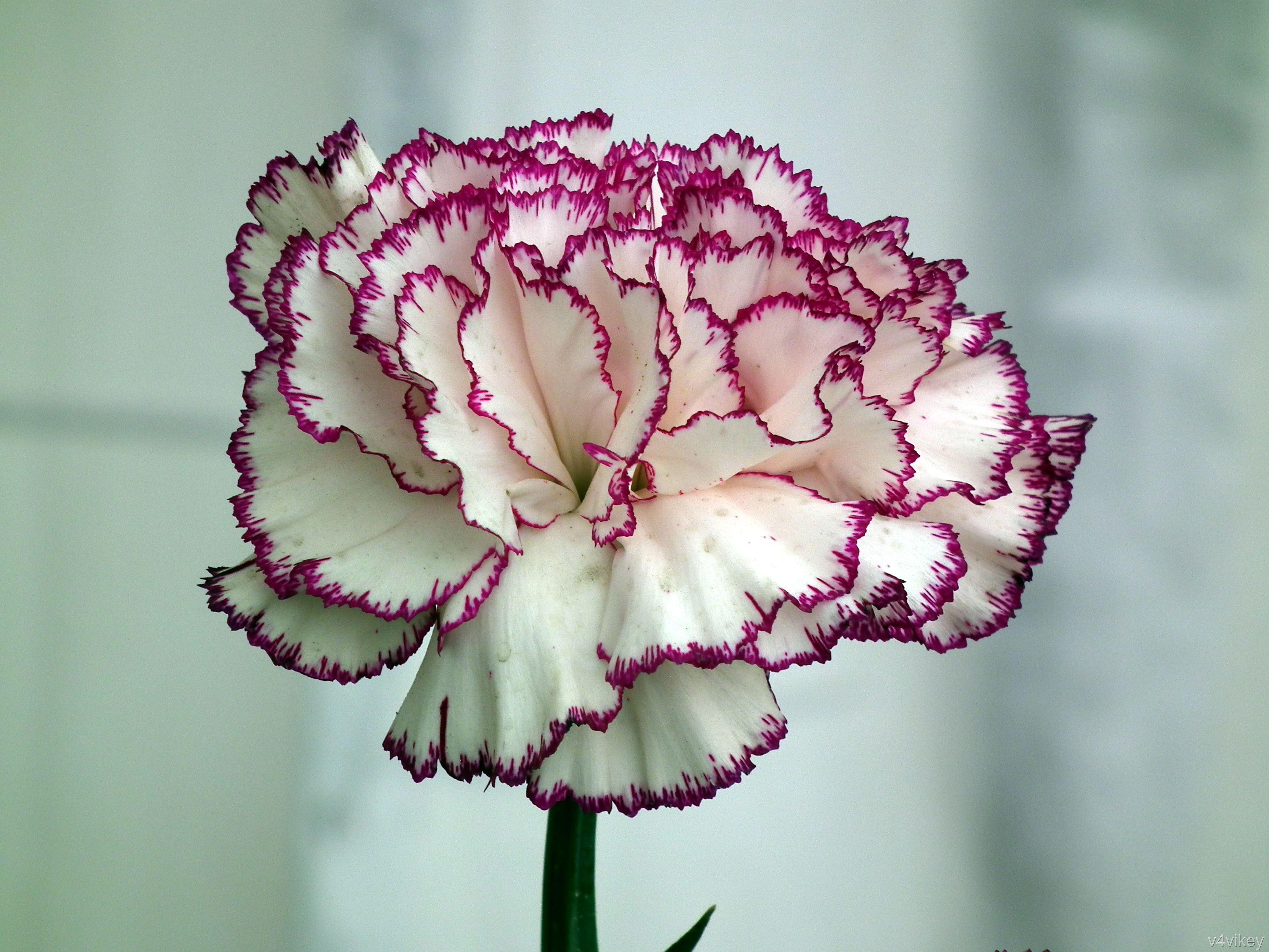 Carnation Flower Wallpapers - Top Free Carnation Flower Backgrounds