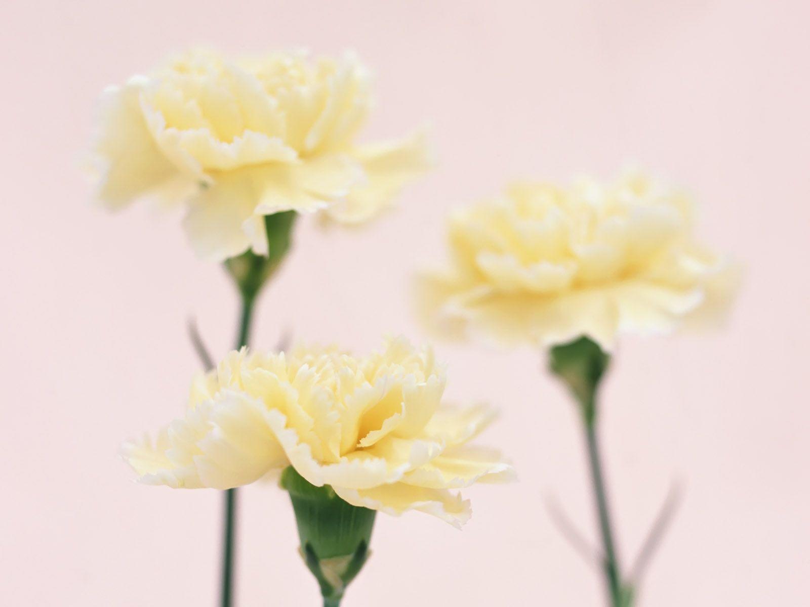1600x1200 Carnation Wallpaper