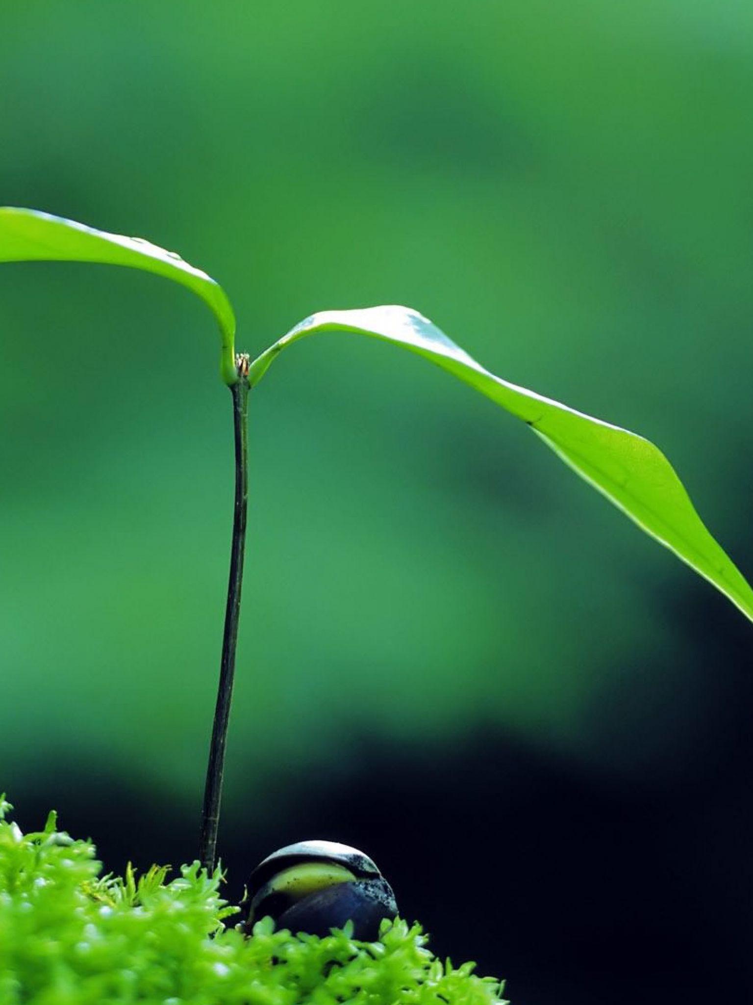 1536x2048 Free download Plant Green Zen Wallpaper 4K UHDTV Resolution Wallpaper HD Pub [3840x2160] for your Desktop, Mobile & Tablet. Explore Zen 4K Wallpaper. Zen 4K Wallpaper, Zen Wallpaper, Zen Phone Wallpaper