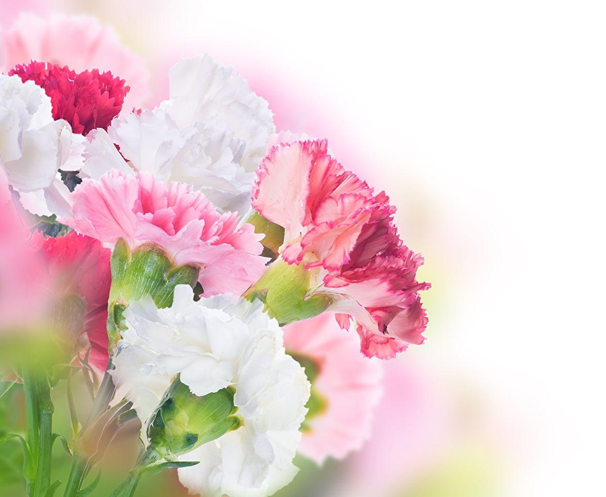 1249x1024 Wallpaper flower Carnations Closeup