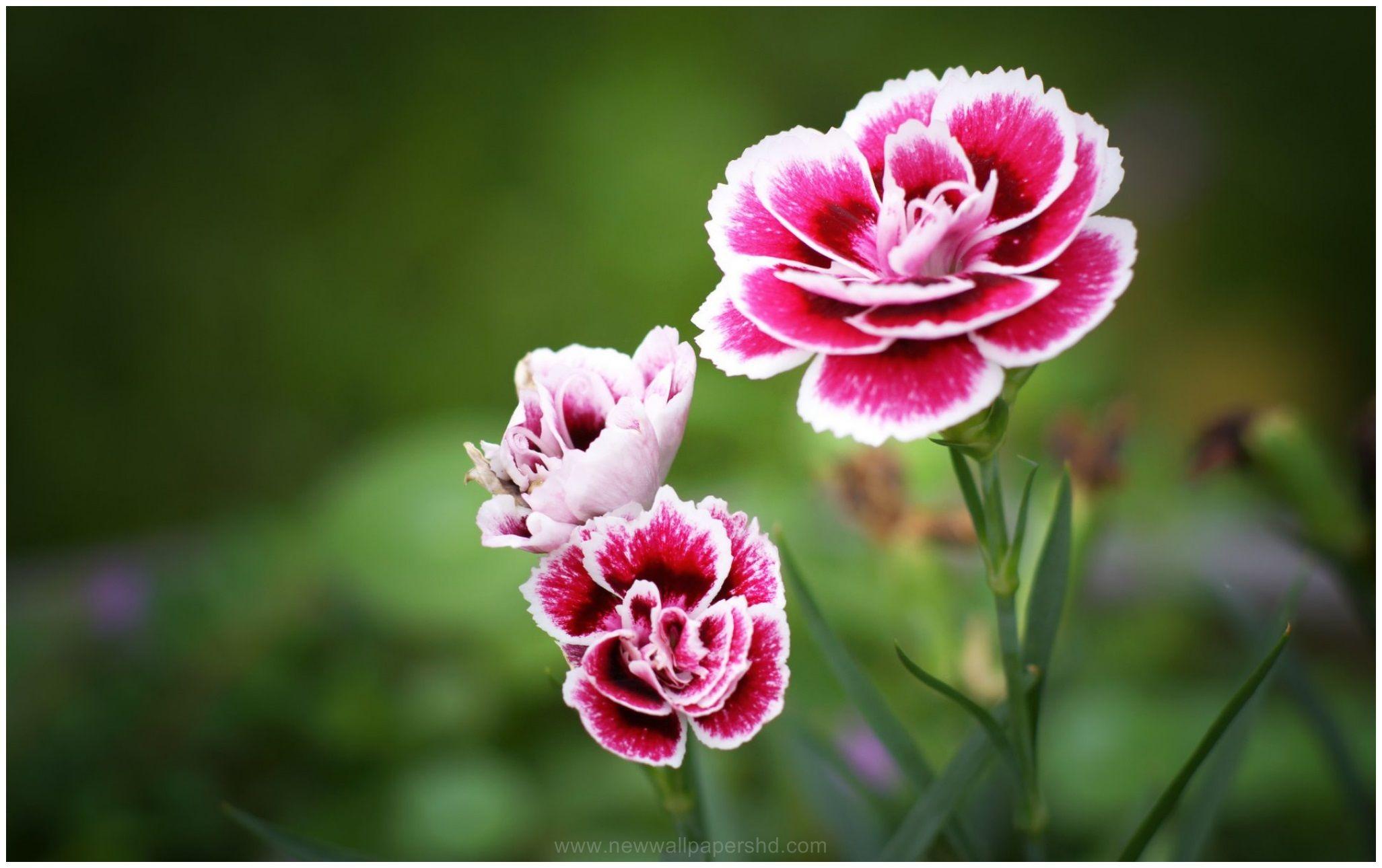 Carnation Flower Wallpapers - Top Free Carnation Flower Backgrounds
