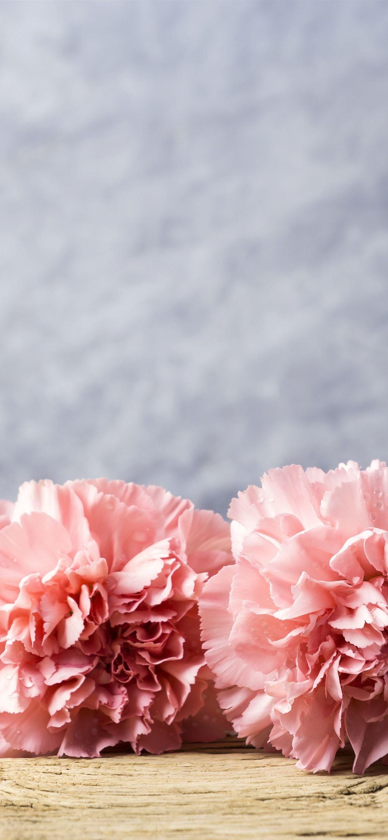 1242x2688 Pink Carnation Flowers, Water Droplets 1242x2688 IPhone 11 Pro XS Max Wallpaper, Background, Picture, Image