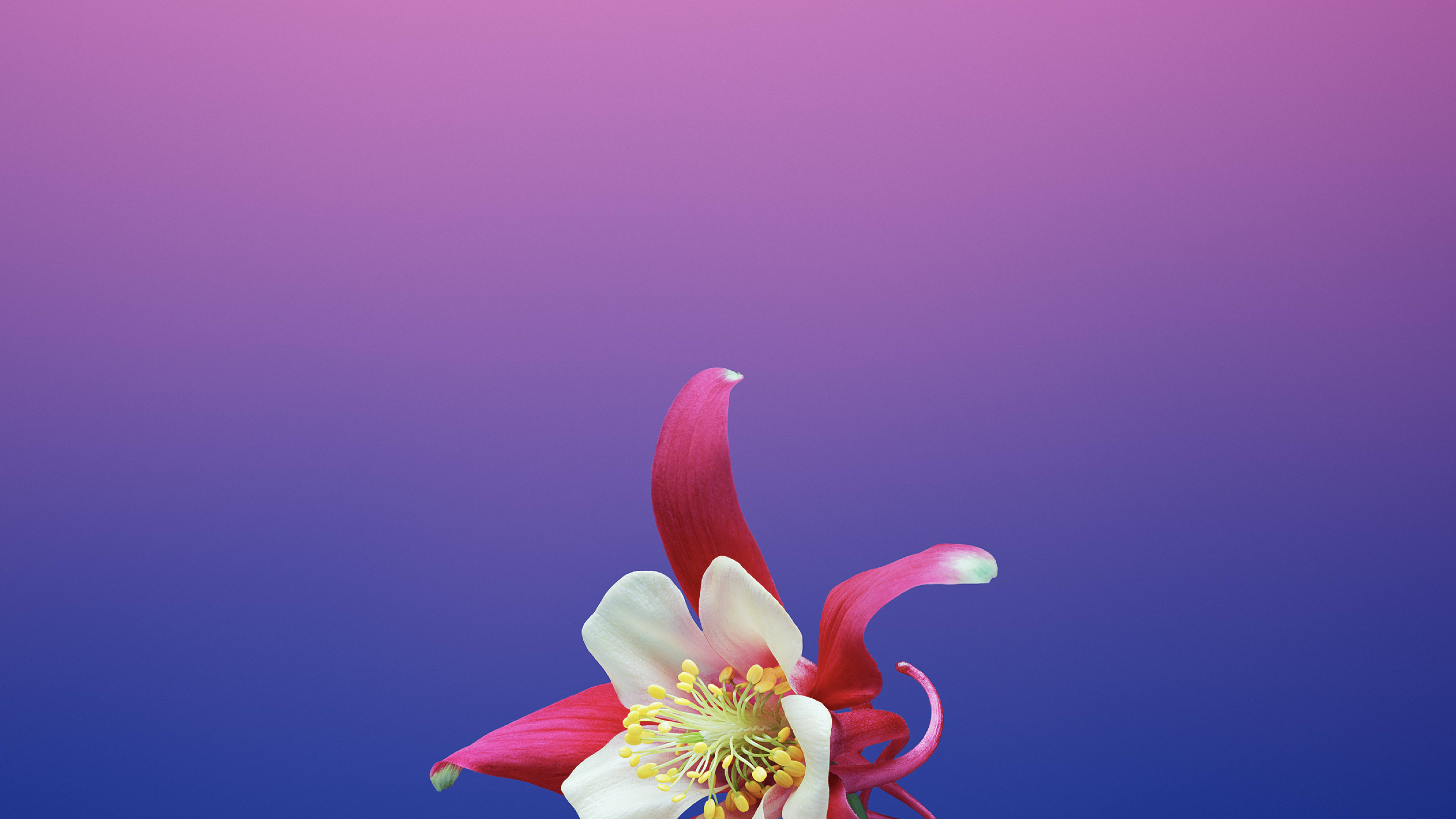 7679x4320 iPhone 11 Wallpaper 4k Floral