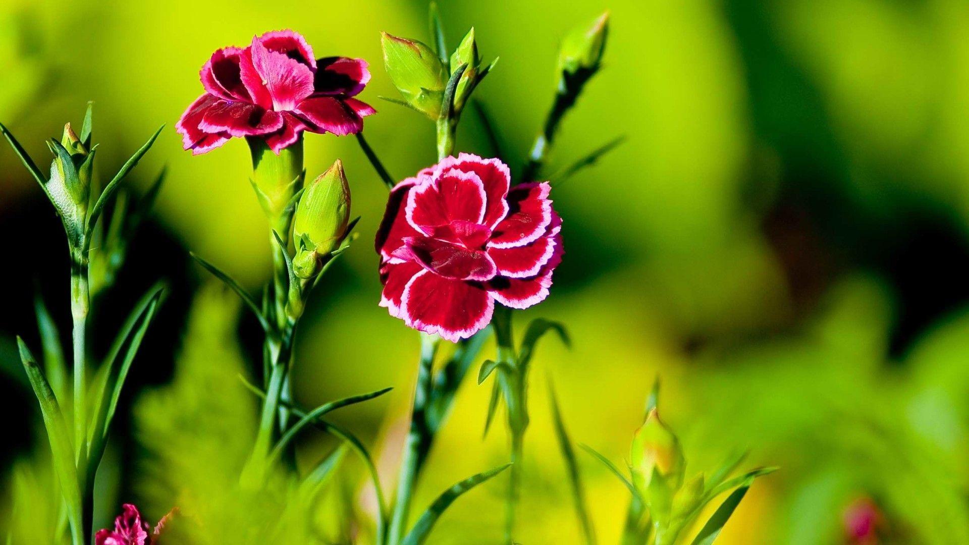1920x1080 Red Carnation Flower Wallpaper. Flower phone wallpaper, Macro photography flowers, Carnation flower