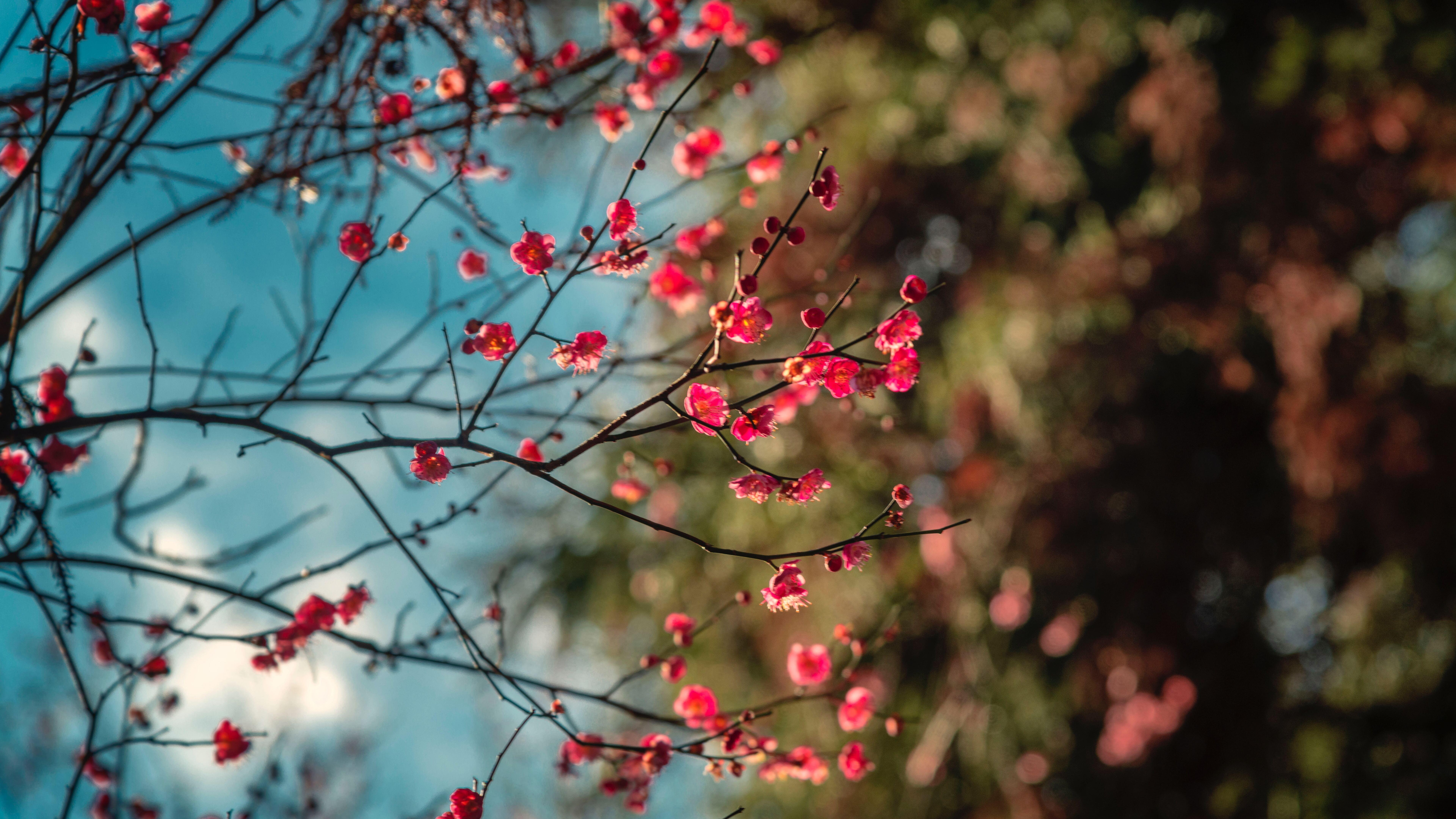 7680x4320 Blossom Petal Flowers 8k 8k HD 4k Wallpaper, Image, Background, Photo and Picture