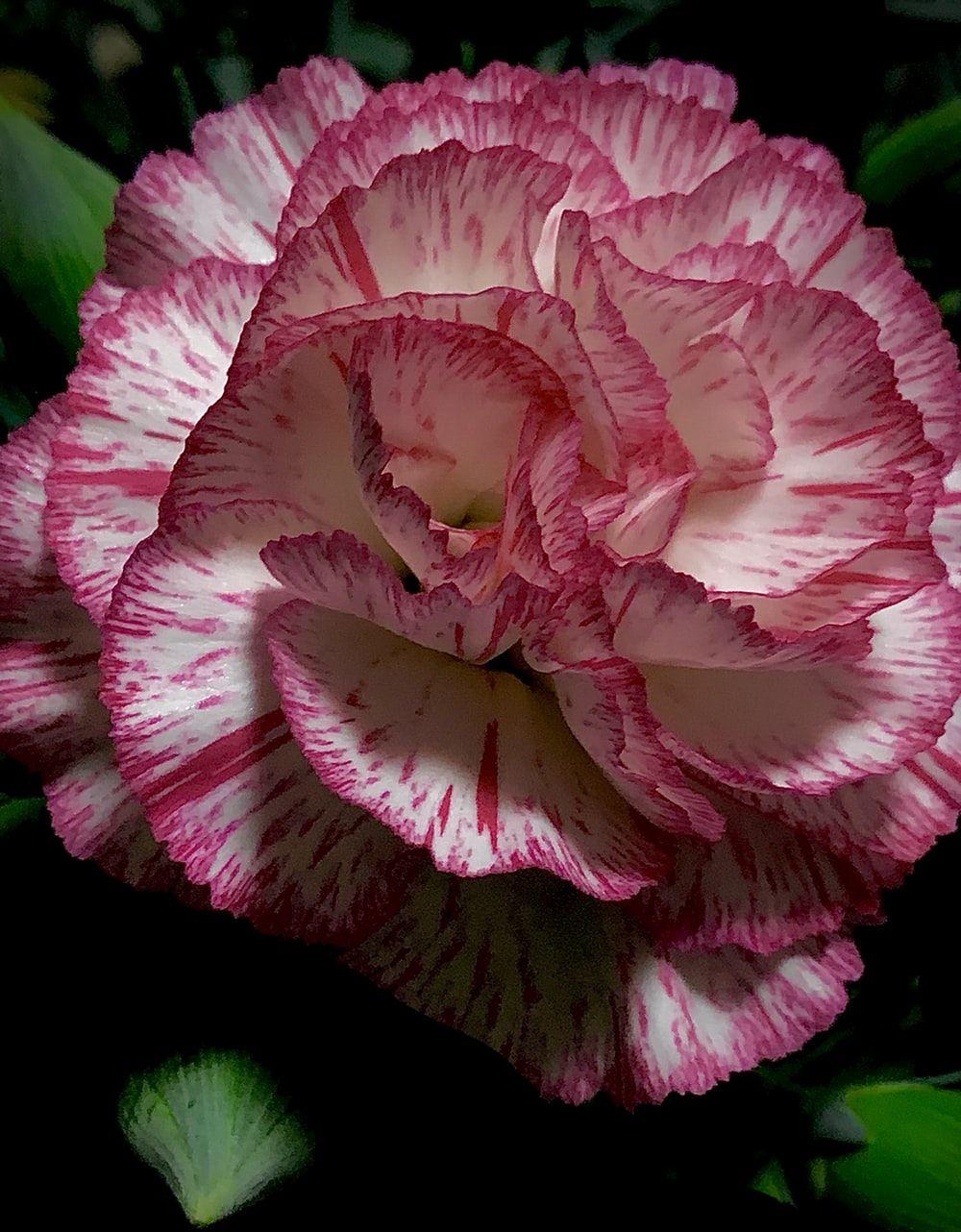 1000x1282 pink rose in black background photo