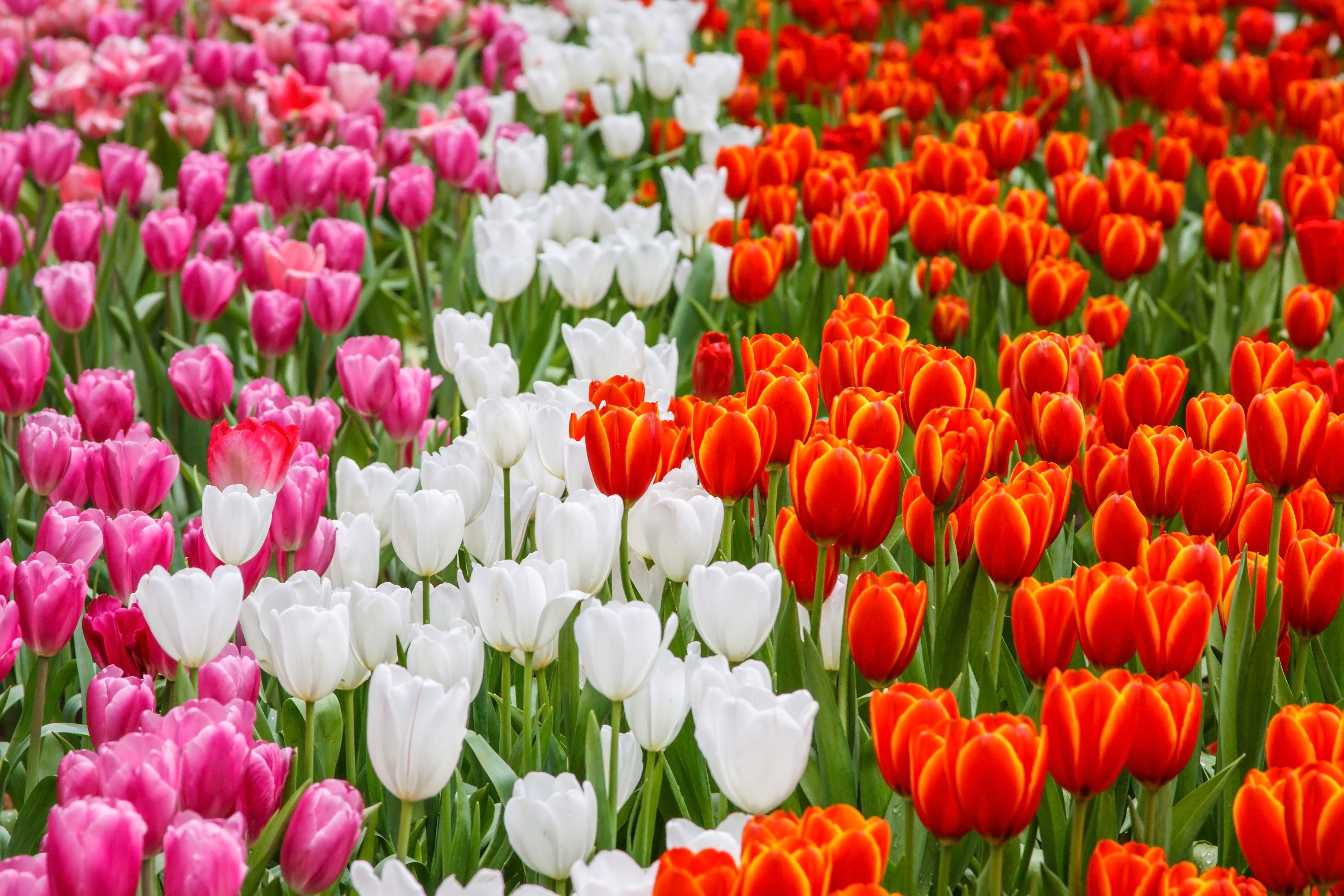 4752x3168 Tulip, White Flower, Nature, Flower, Summer, Pink Flower, Red Flower wallpaper